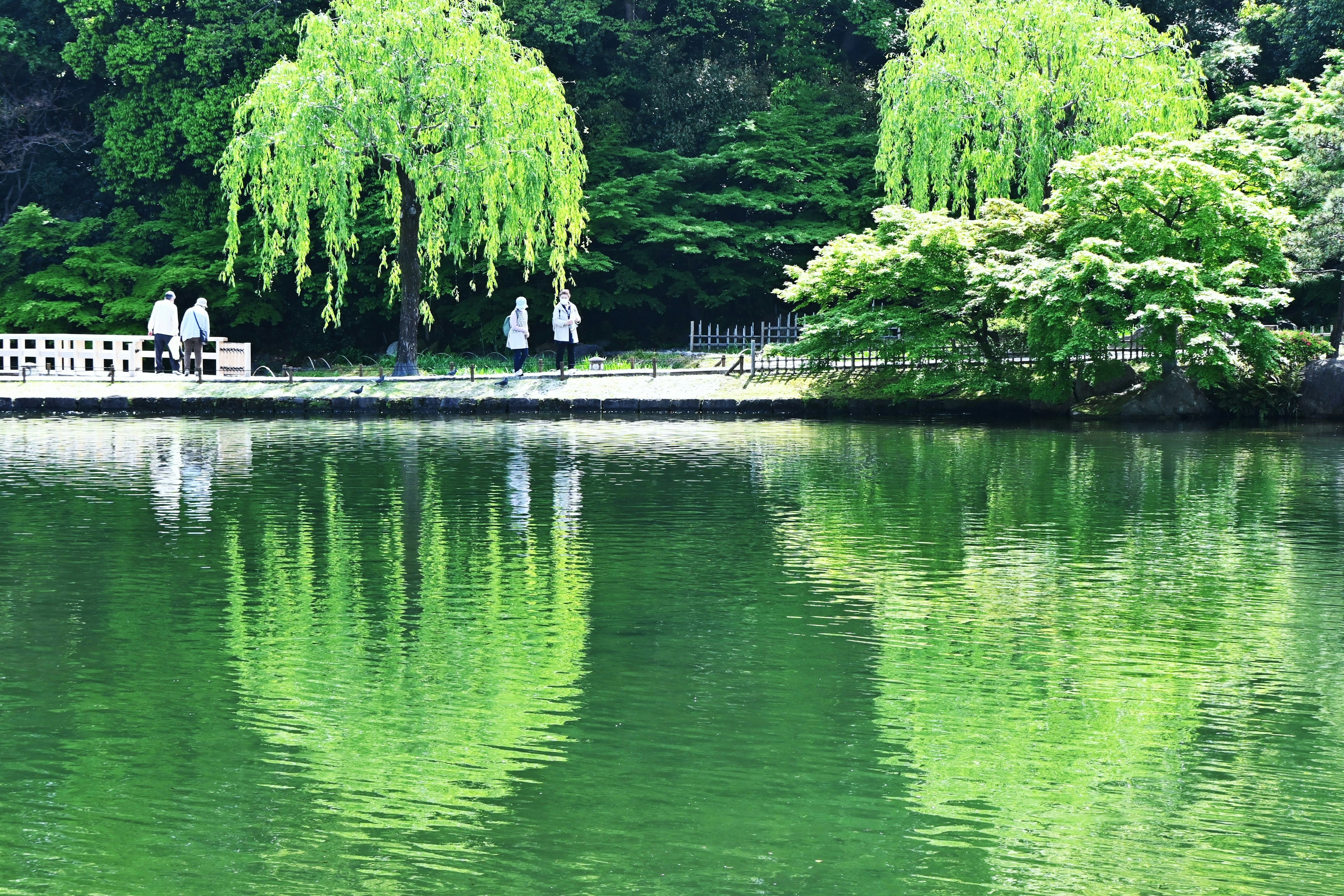 Willow trees reflected in green water with surrounding nature