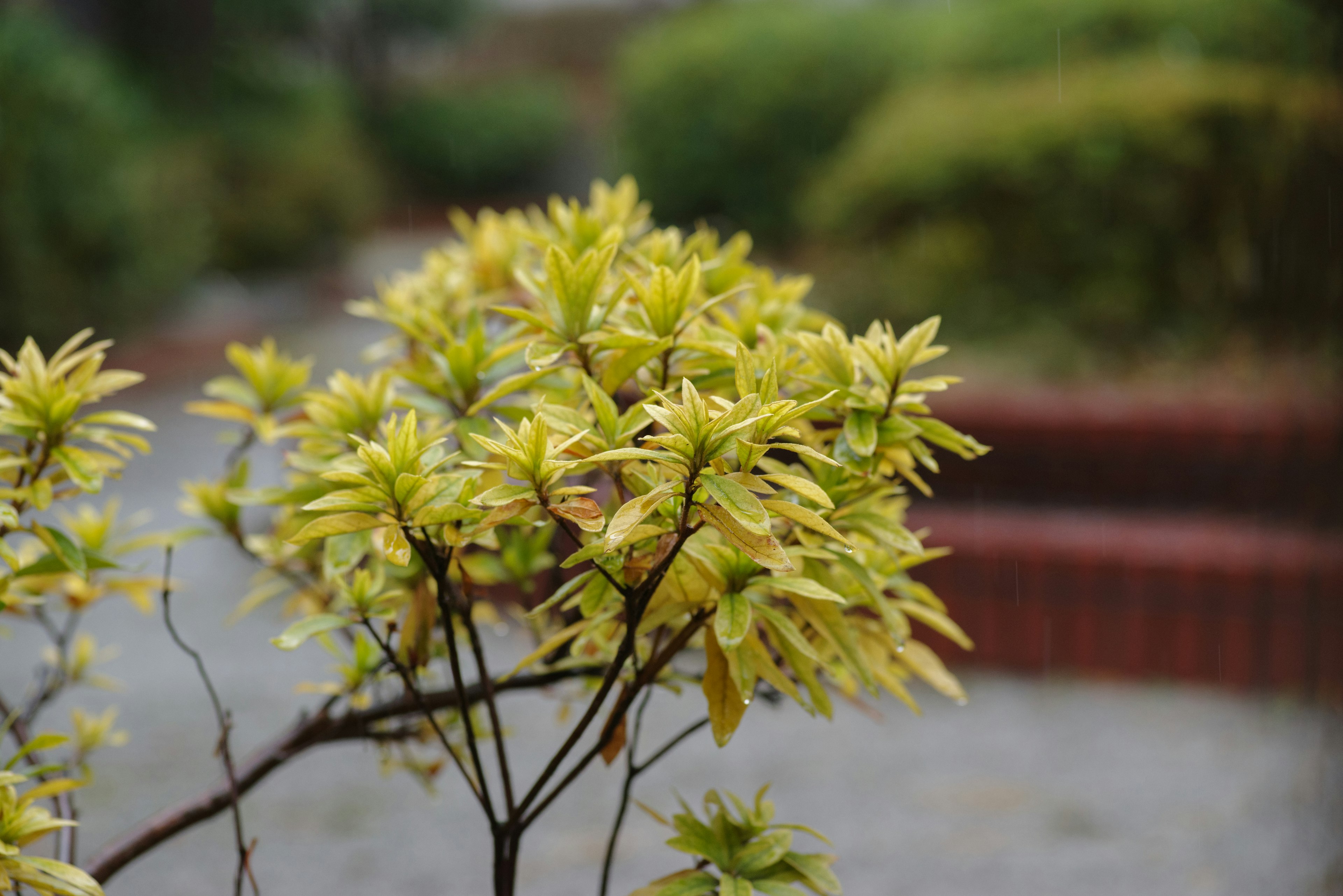 Close-up photo of a plant with green young leaves