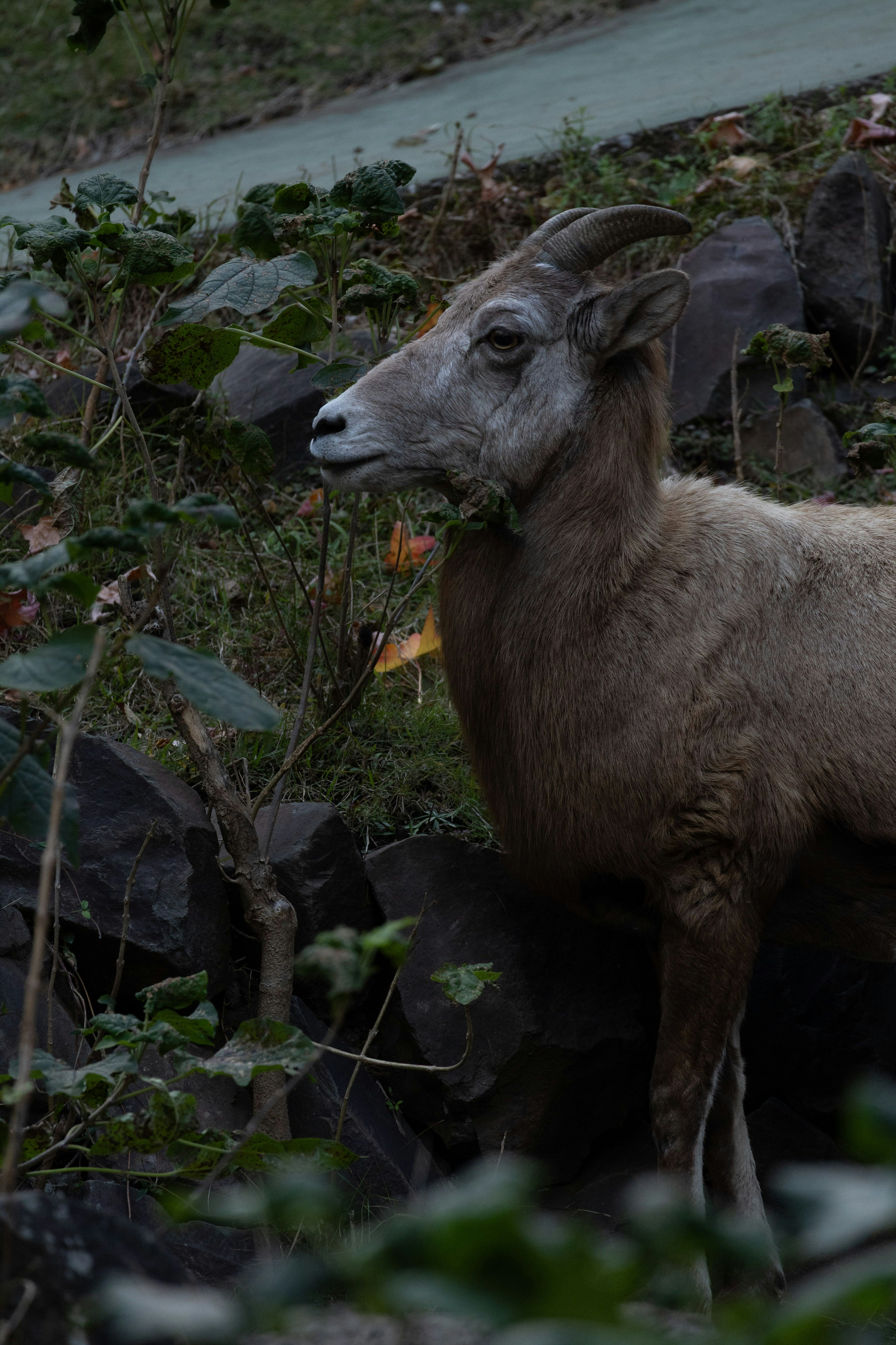 Profil d'un mouton sauvage se tenant parmi des rochers et du feuillage