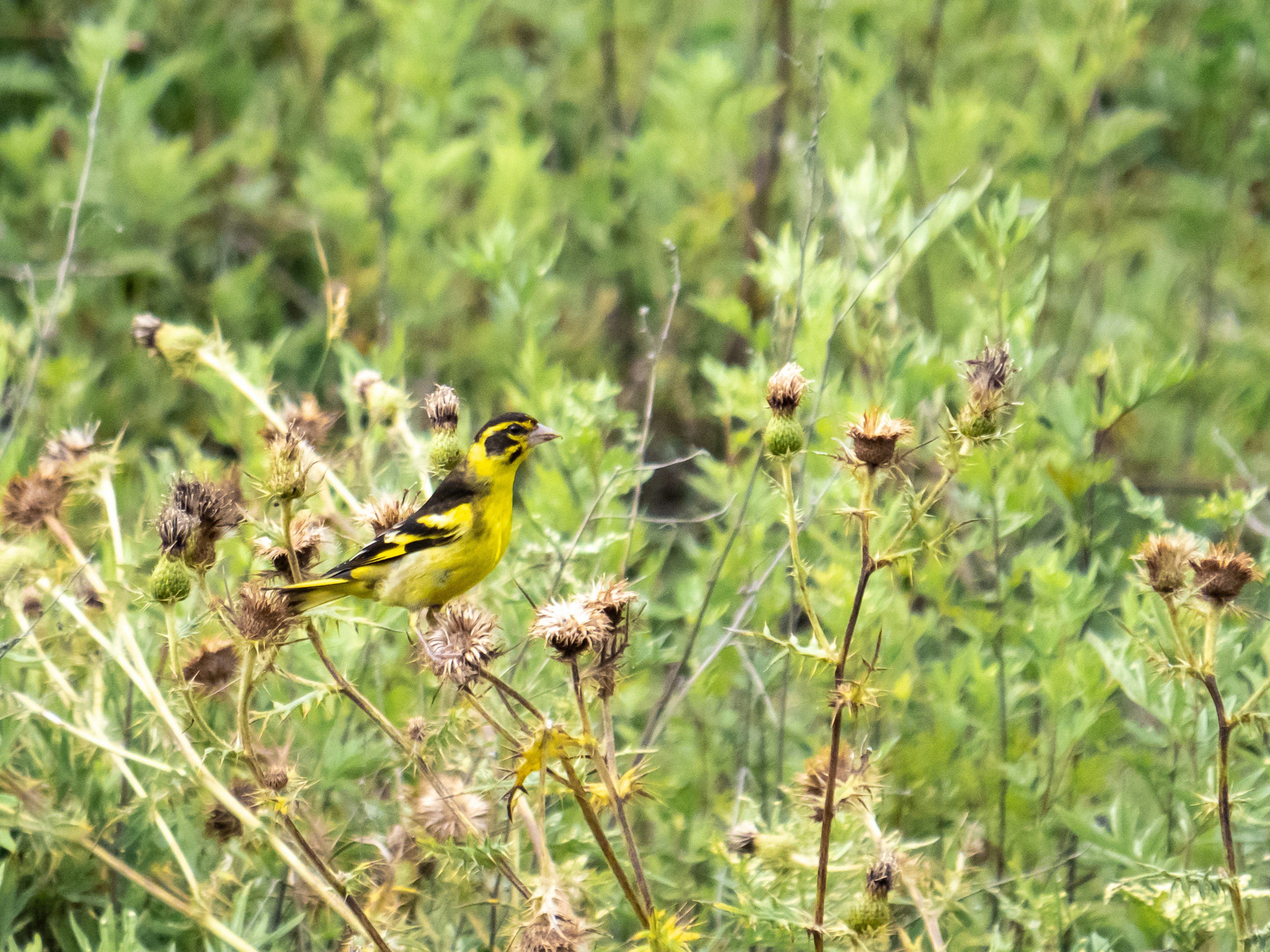 Un pájaro amarillo posado entre plantas silvestres en un campo verde