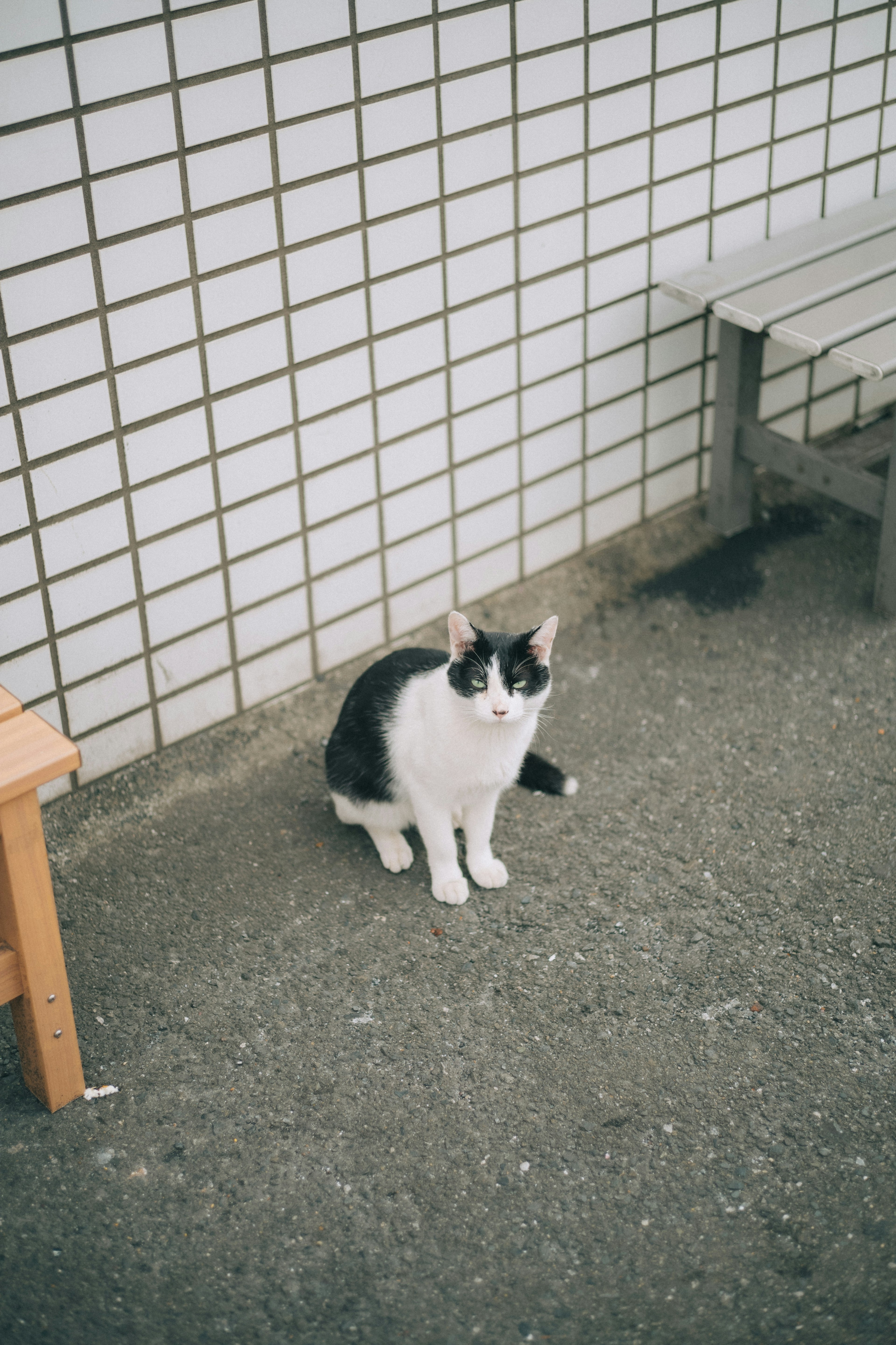 Eine schwarz-weiße Katze sitzt vor einer Blockwand