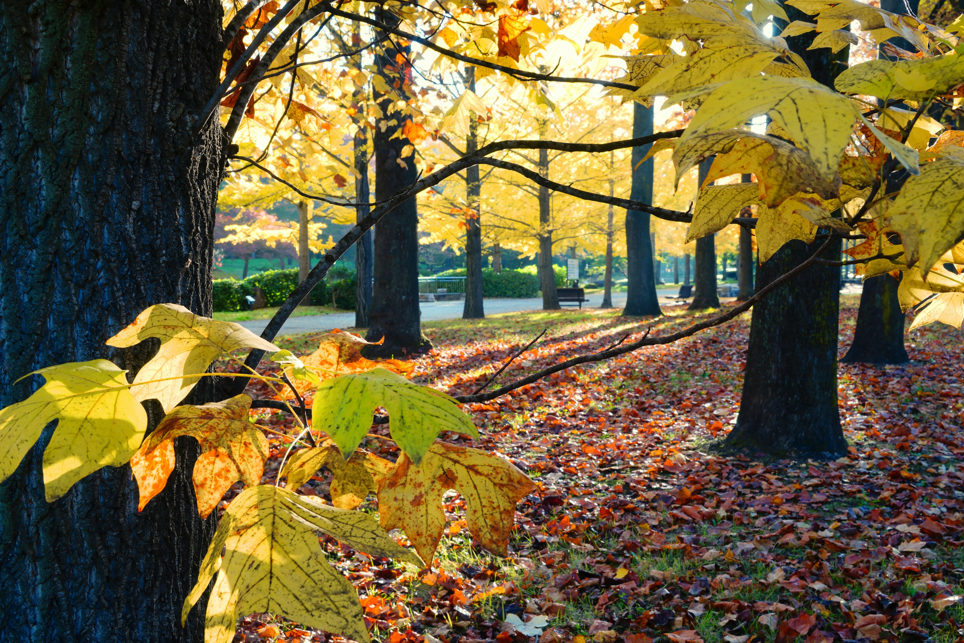 Escena de parque con hojas de otoño amarillas y árboles altos