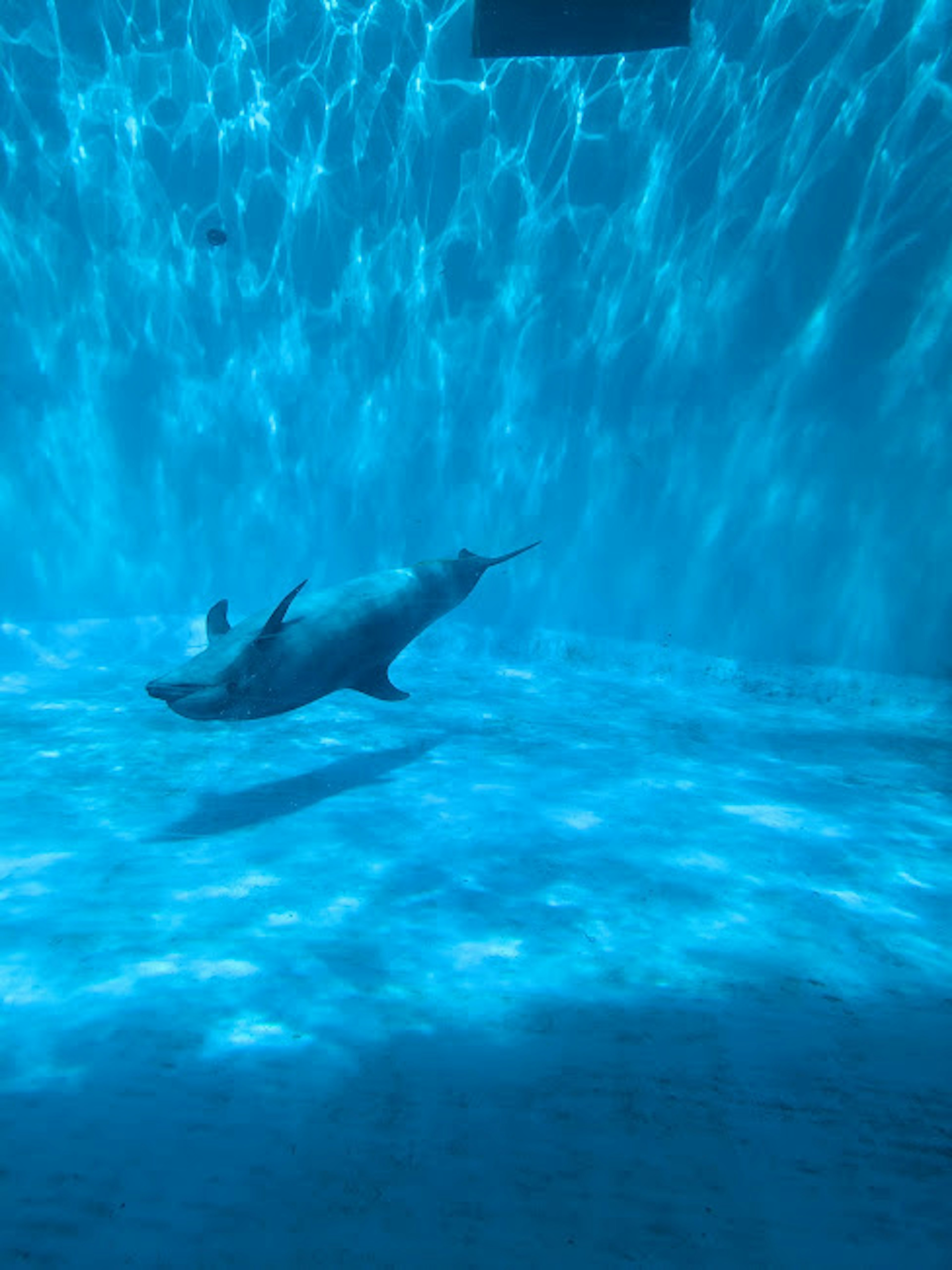 Dolphin swimming in blue water