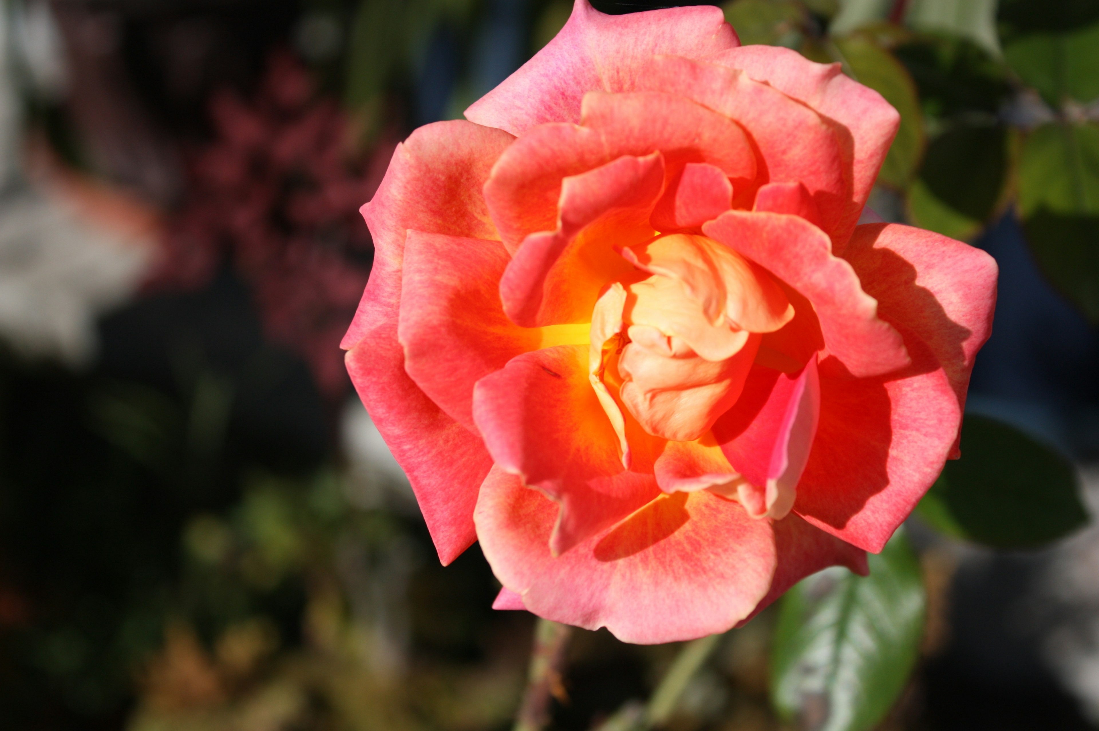 A vibrant orange and pink rose flower in focus with blurred green leaves in the background