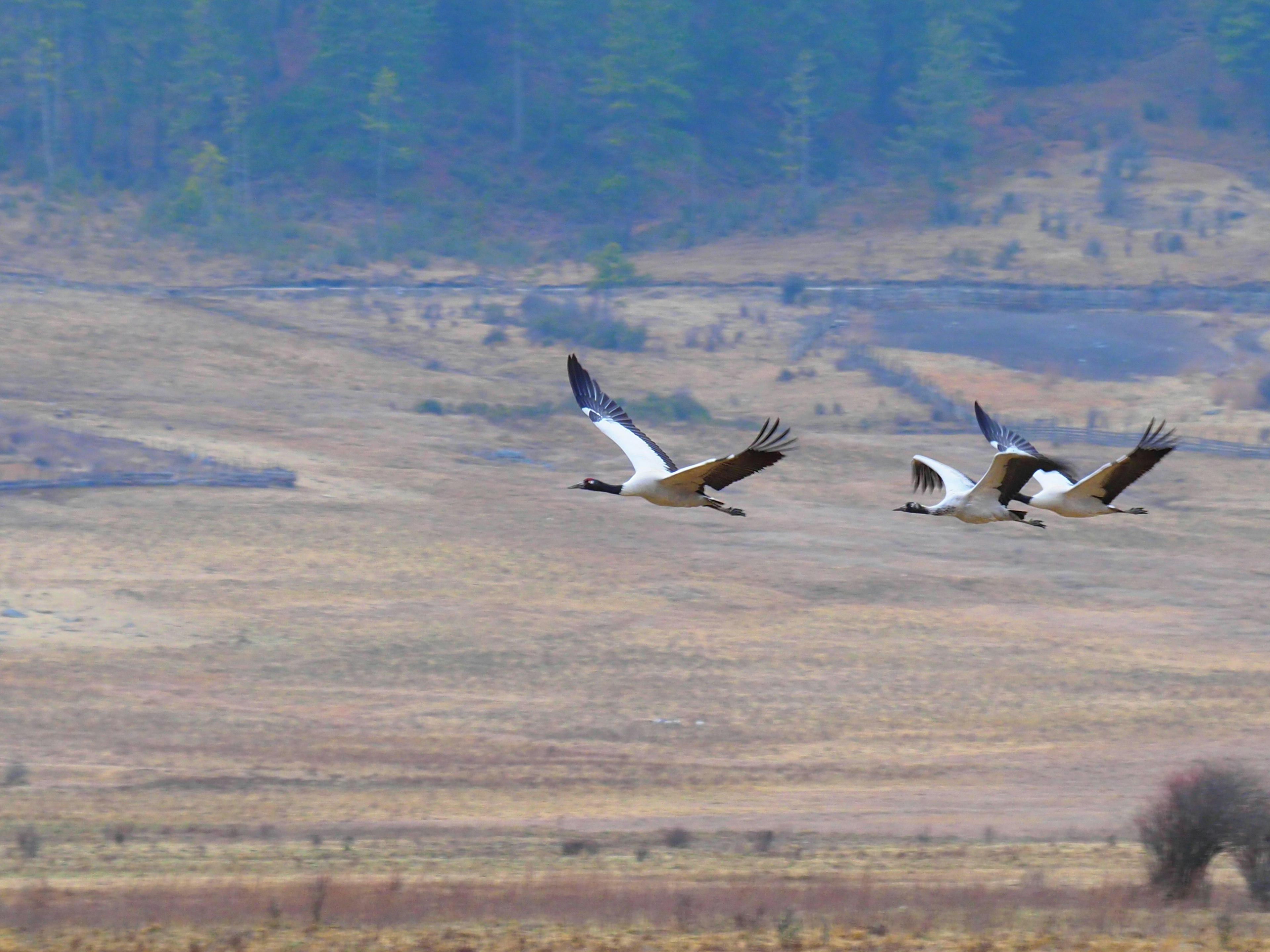 Two white birds flying over a vast landscape