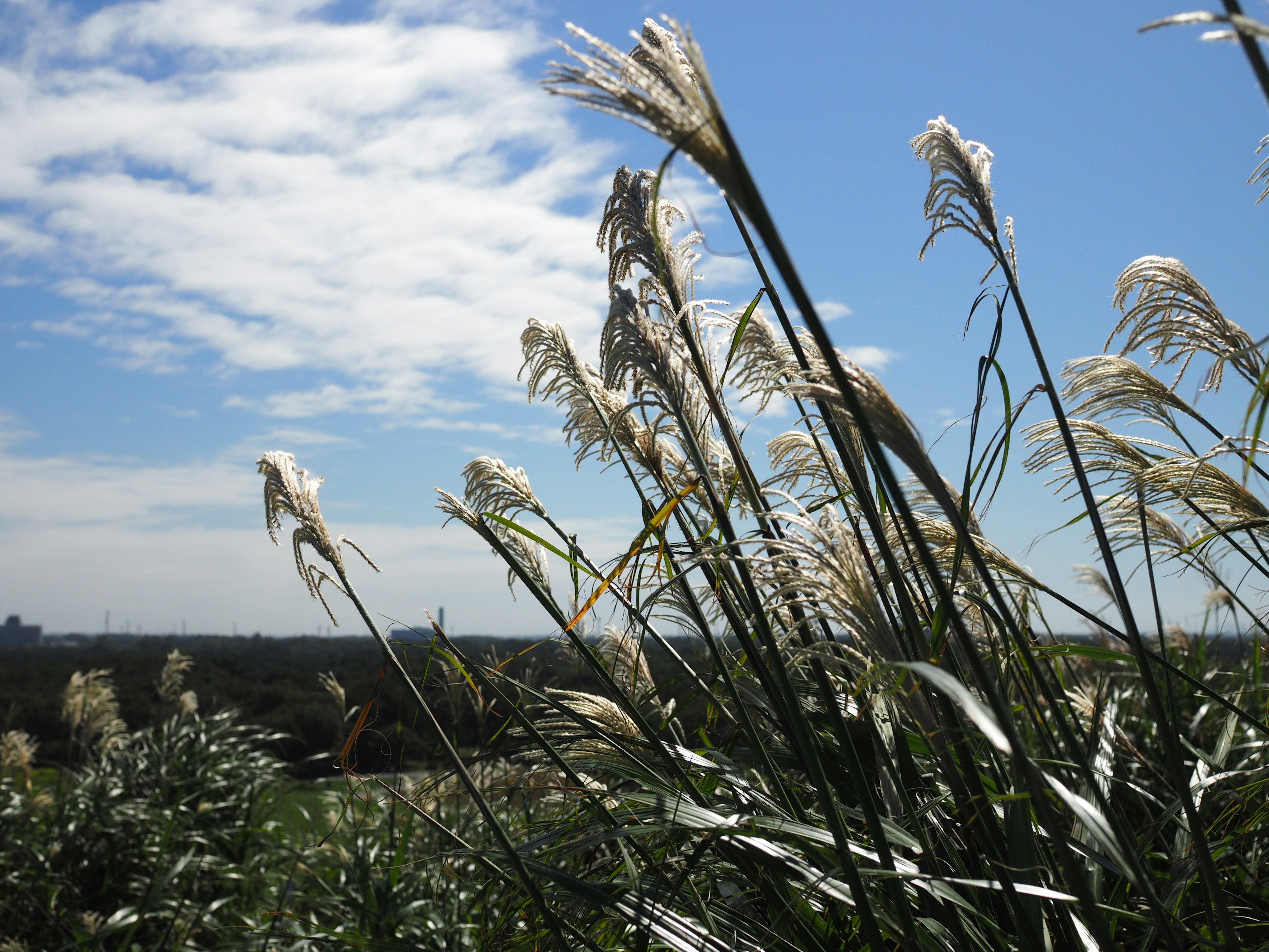 Grass spikes swaying under a blue sky with white clouds