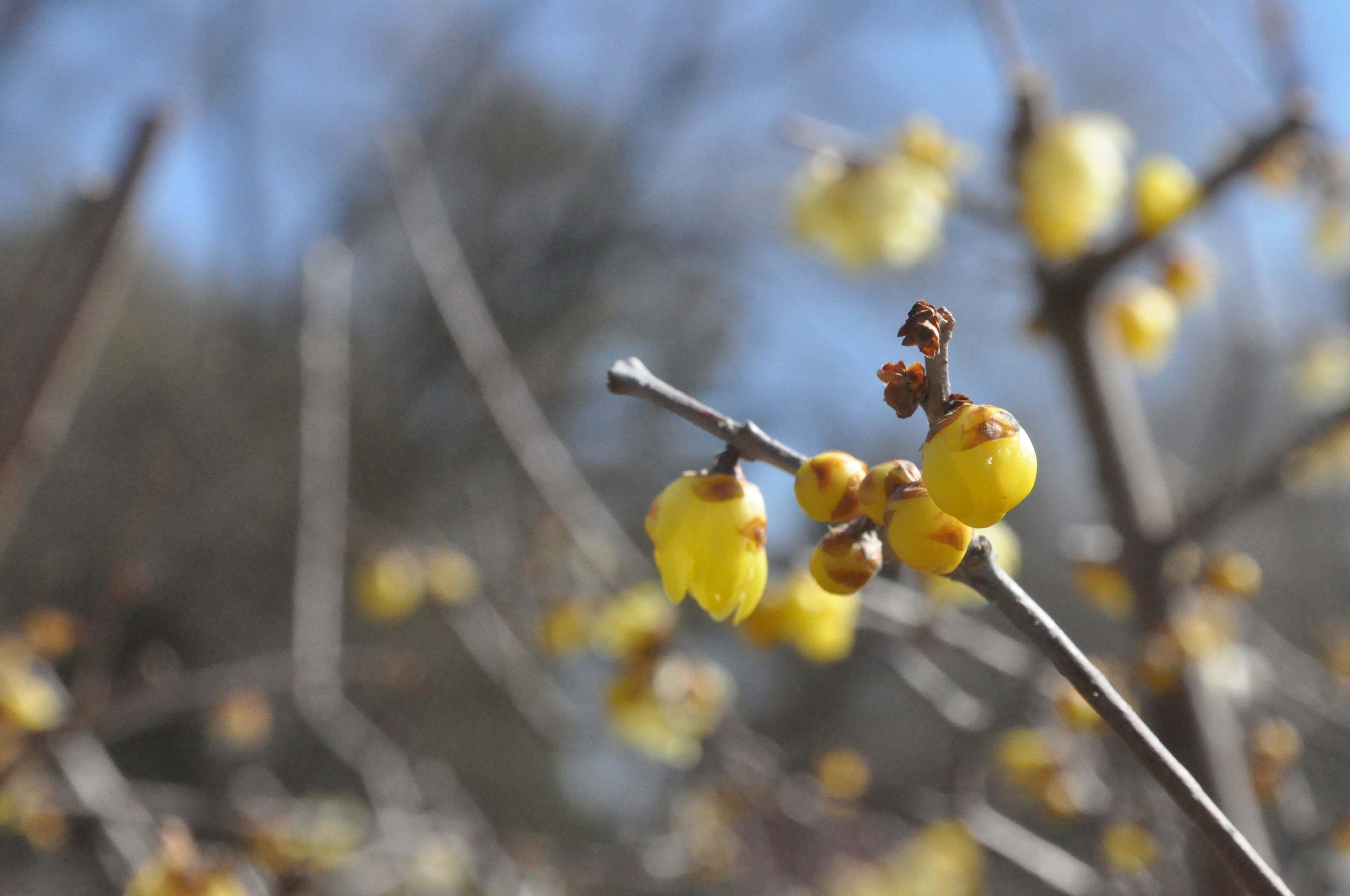 Gros plan sur des branches avec des fleurs jaunes