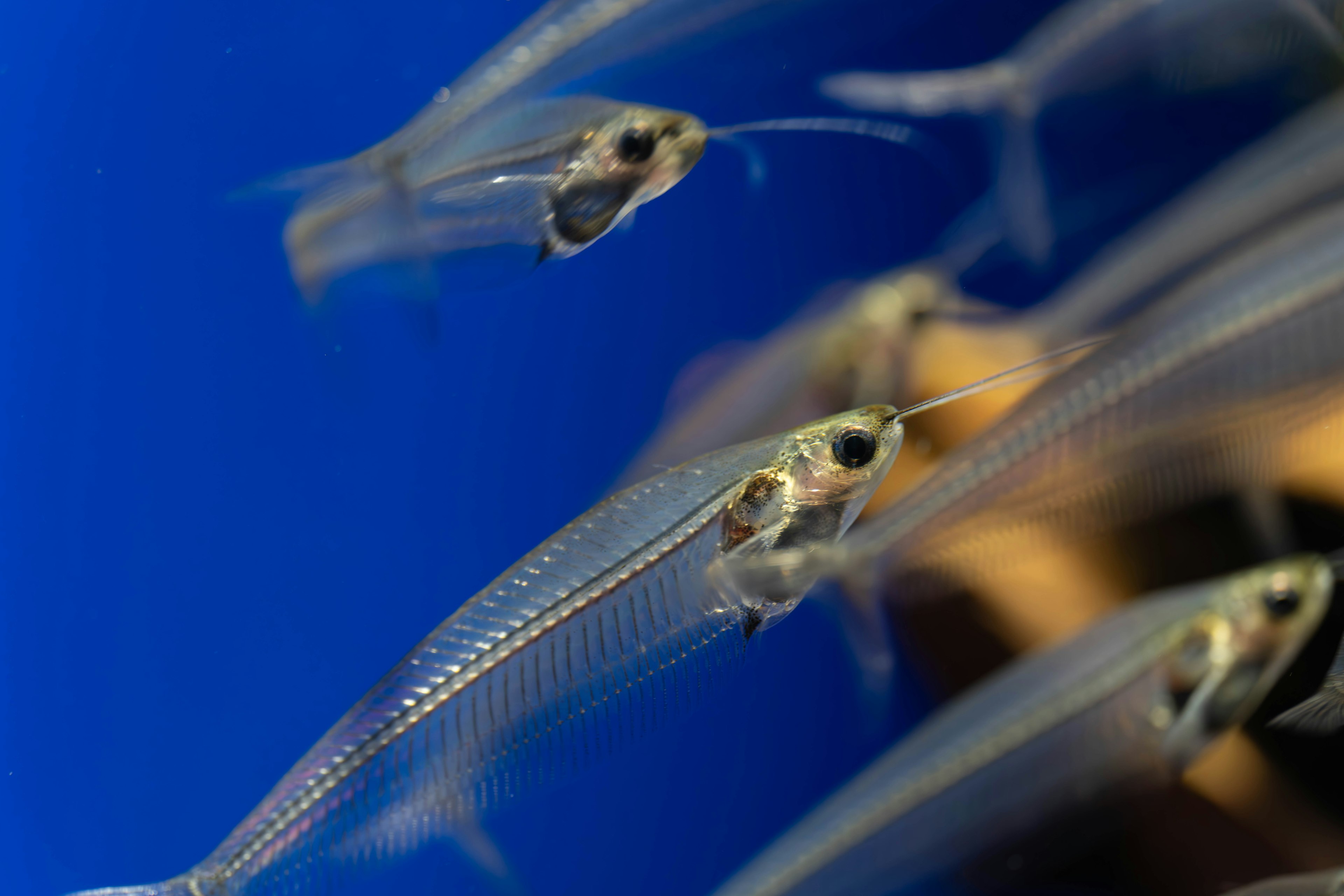 Transparent fish swimming against a blue background