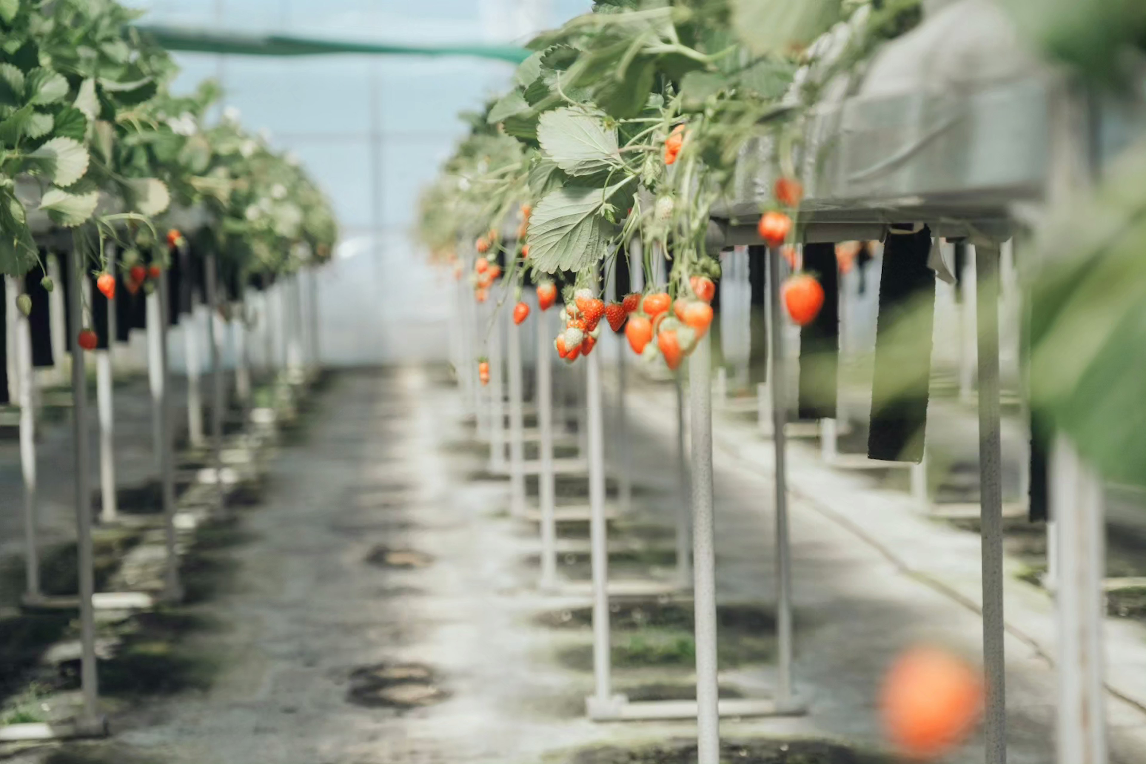 Plantas de fresas con frutas rojas creciendo en un invernadero