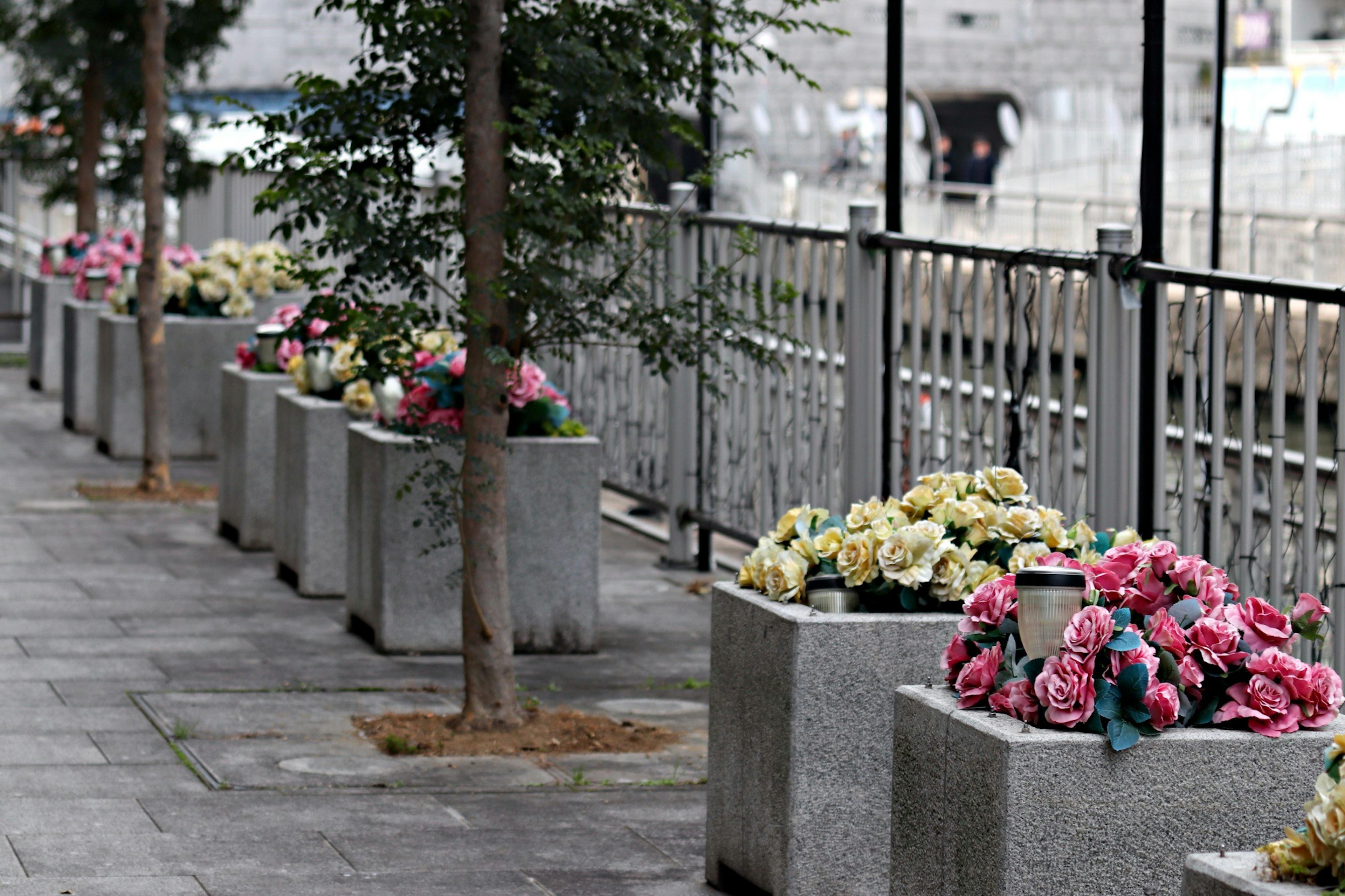 Vasi di fiori e piccoli alberi allineati lungo una strada cittadina