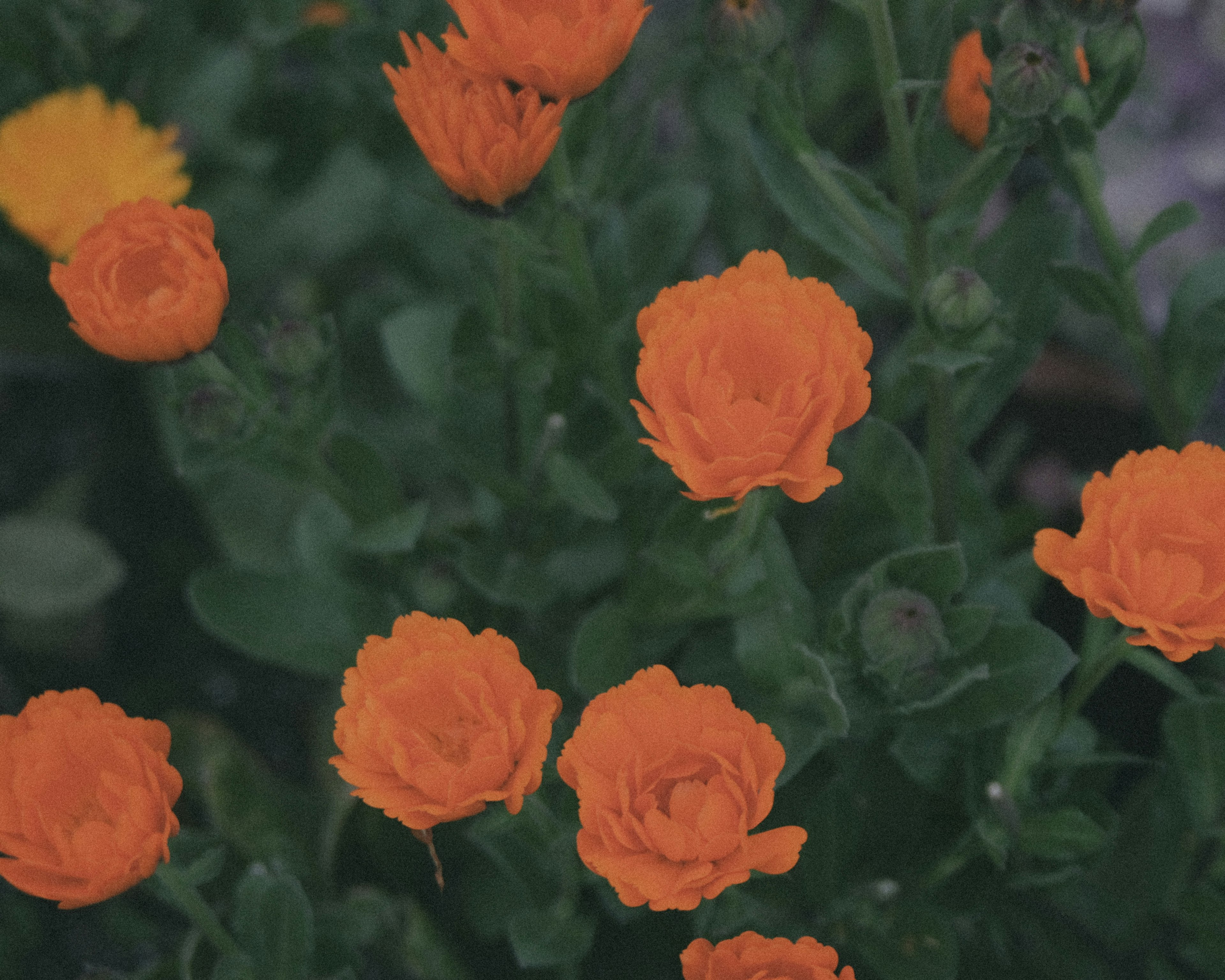 Fleurs orange vif en fleurs sur un fond vert luxuriant