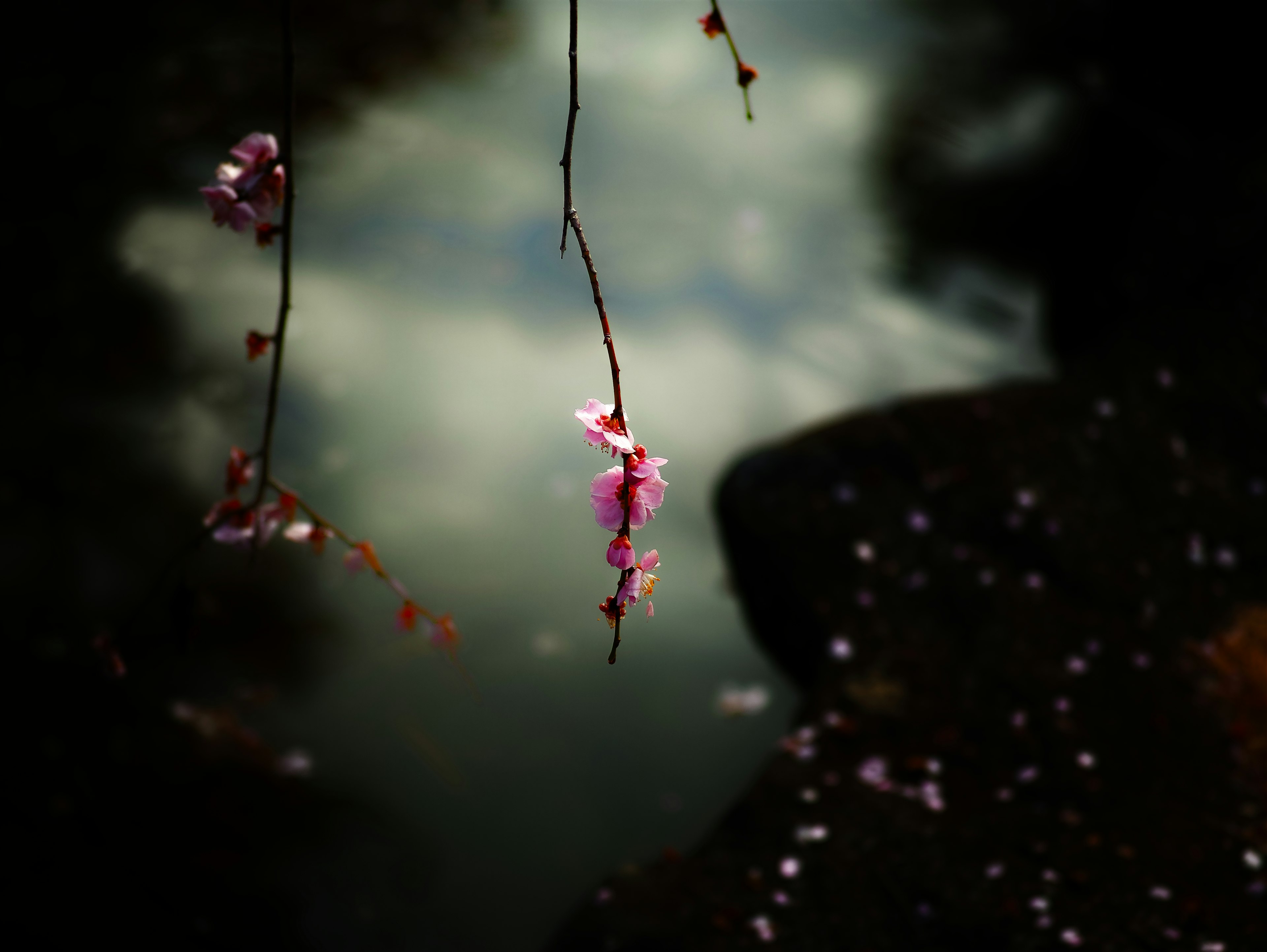 静かな水面に浮かぶ桜の花びらと陰影のある背景