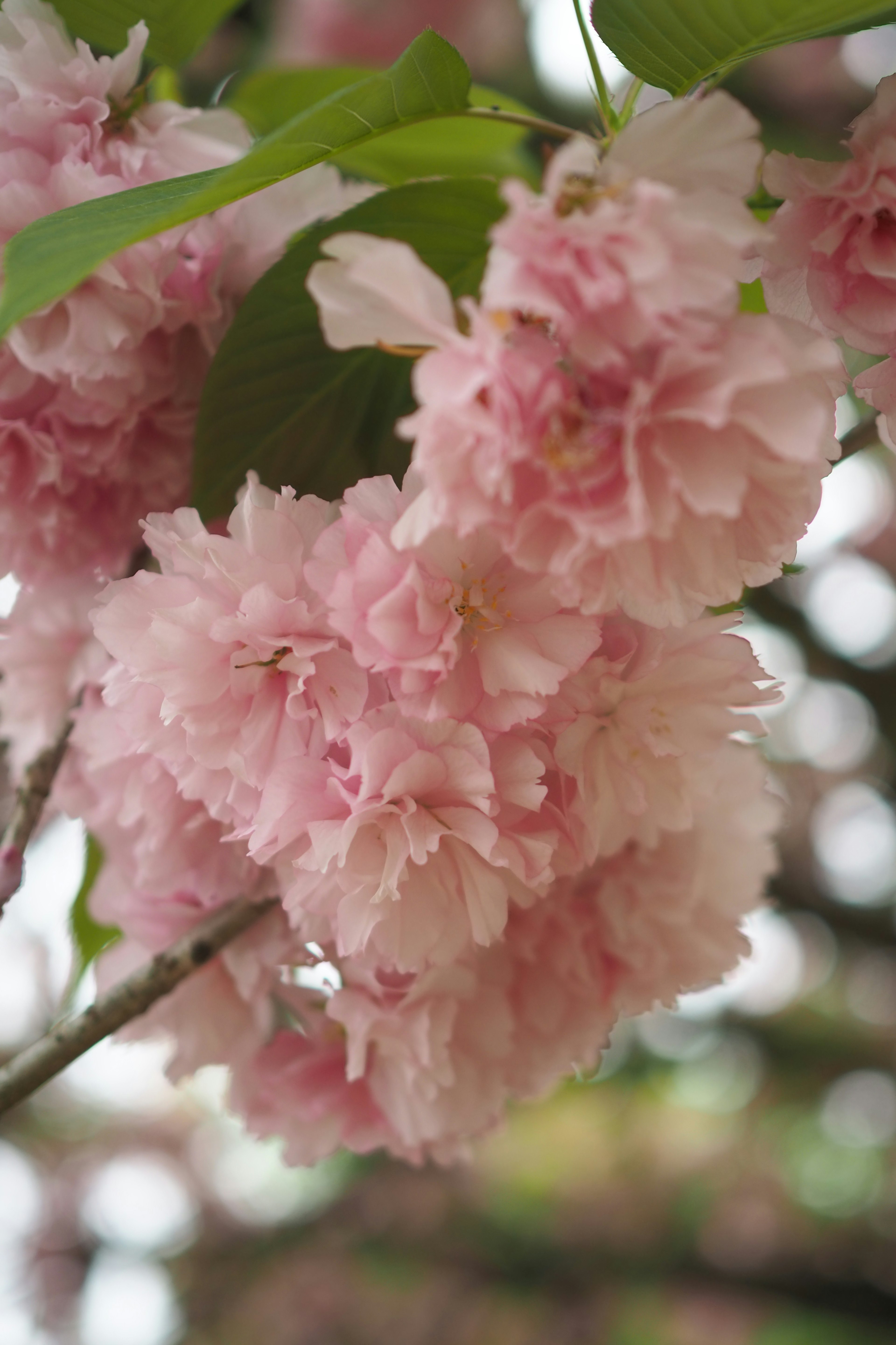 Close-up bunga sakura pink dengan kelopak bertumpuk