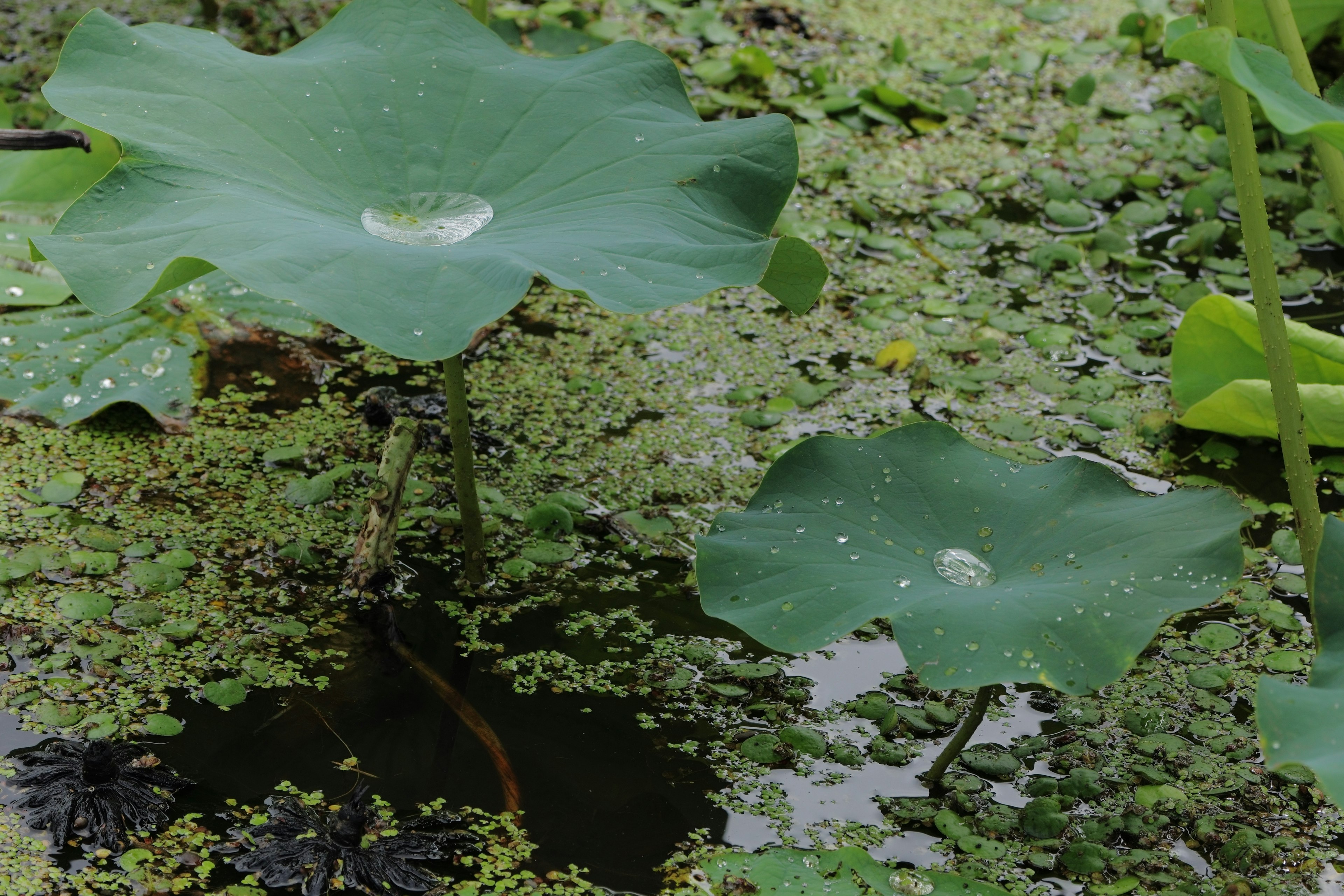 Lotus leaves floating on water with green algae