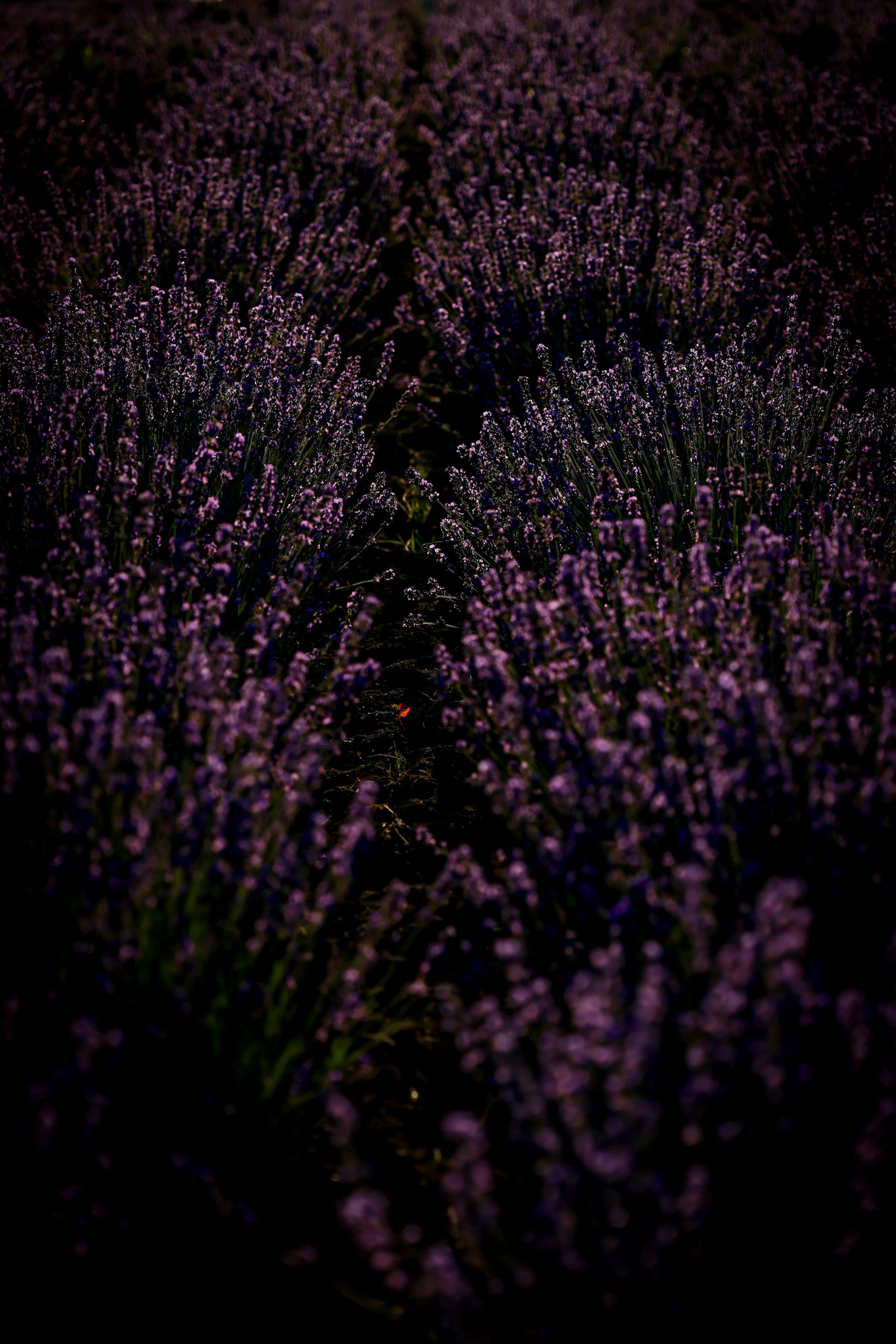 Nahaufnahme eines lila Lavendelfeldes mit Blumenreihen