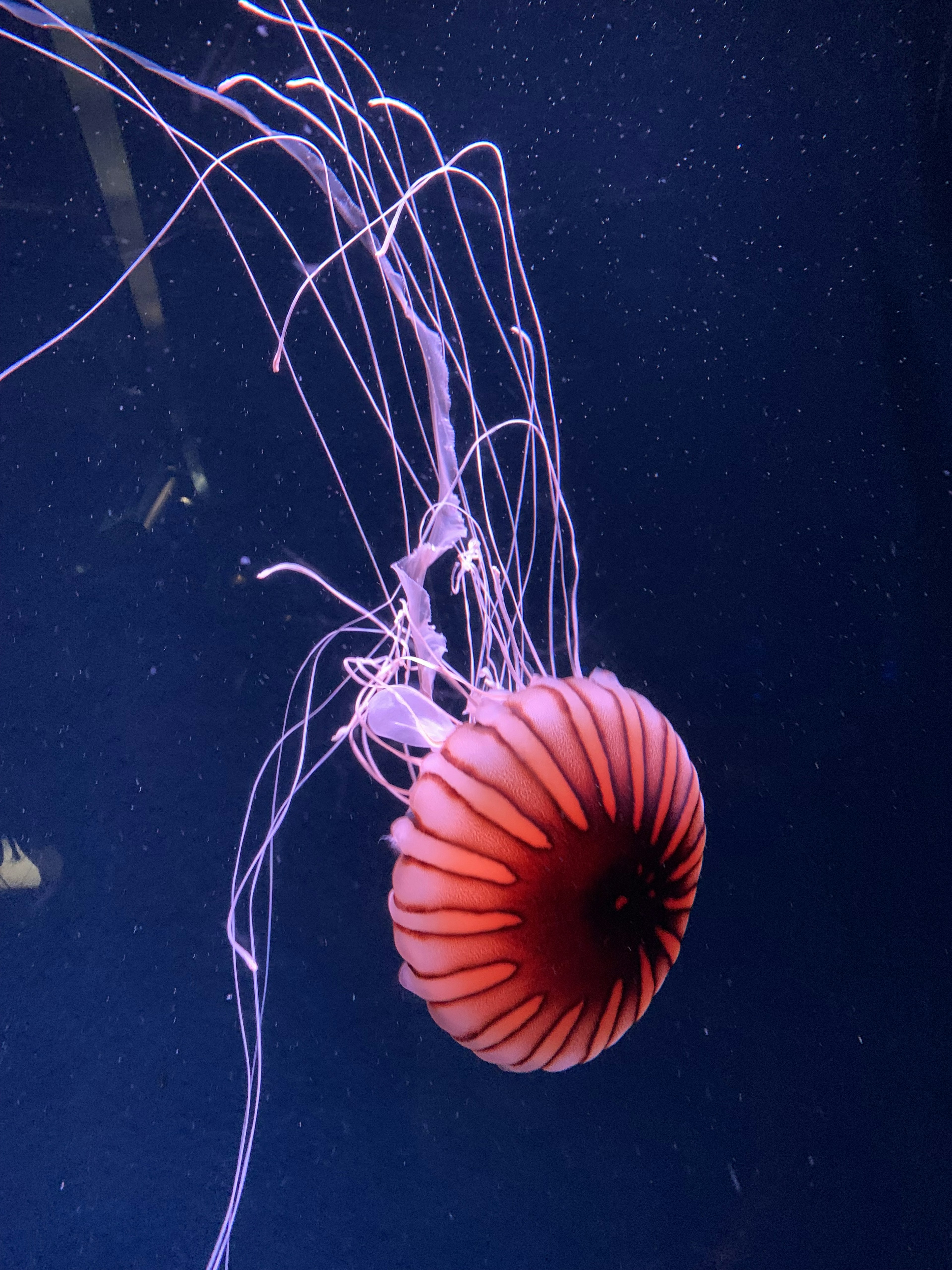 Una medusa con una campana roja y largos tentáculos flotando en agua azul profunda