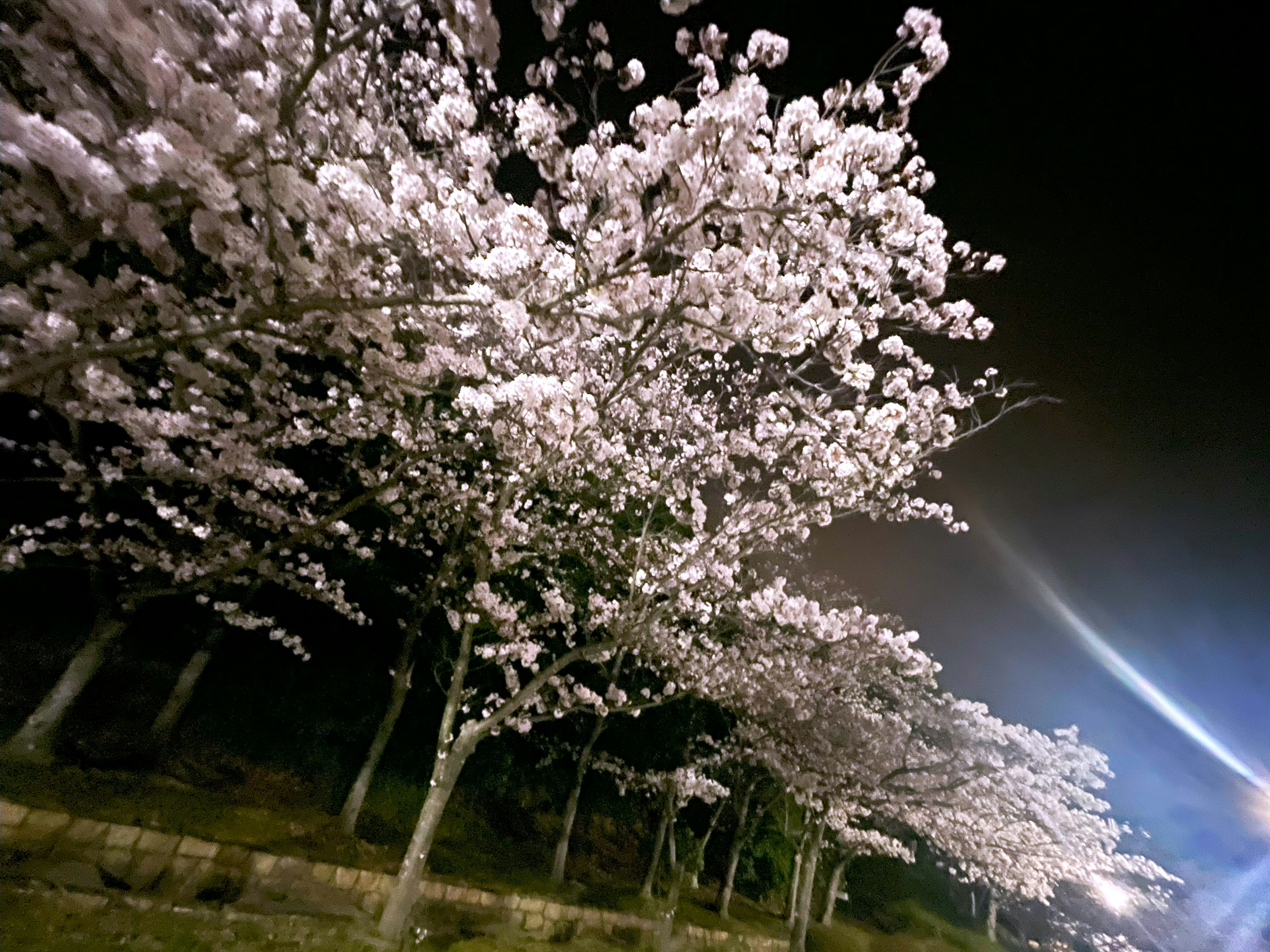 Beautiful cherry blossom trees in full bloom at night