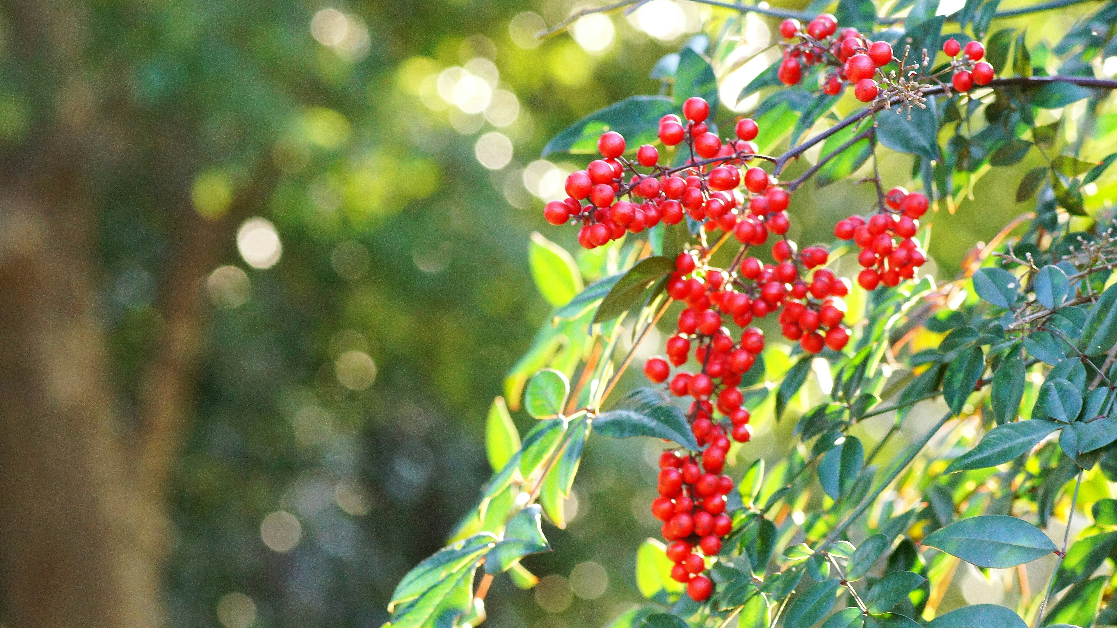 Raccolta di bacche rosse brillanti tra foglie verdi con sfondo naturale sfocato