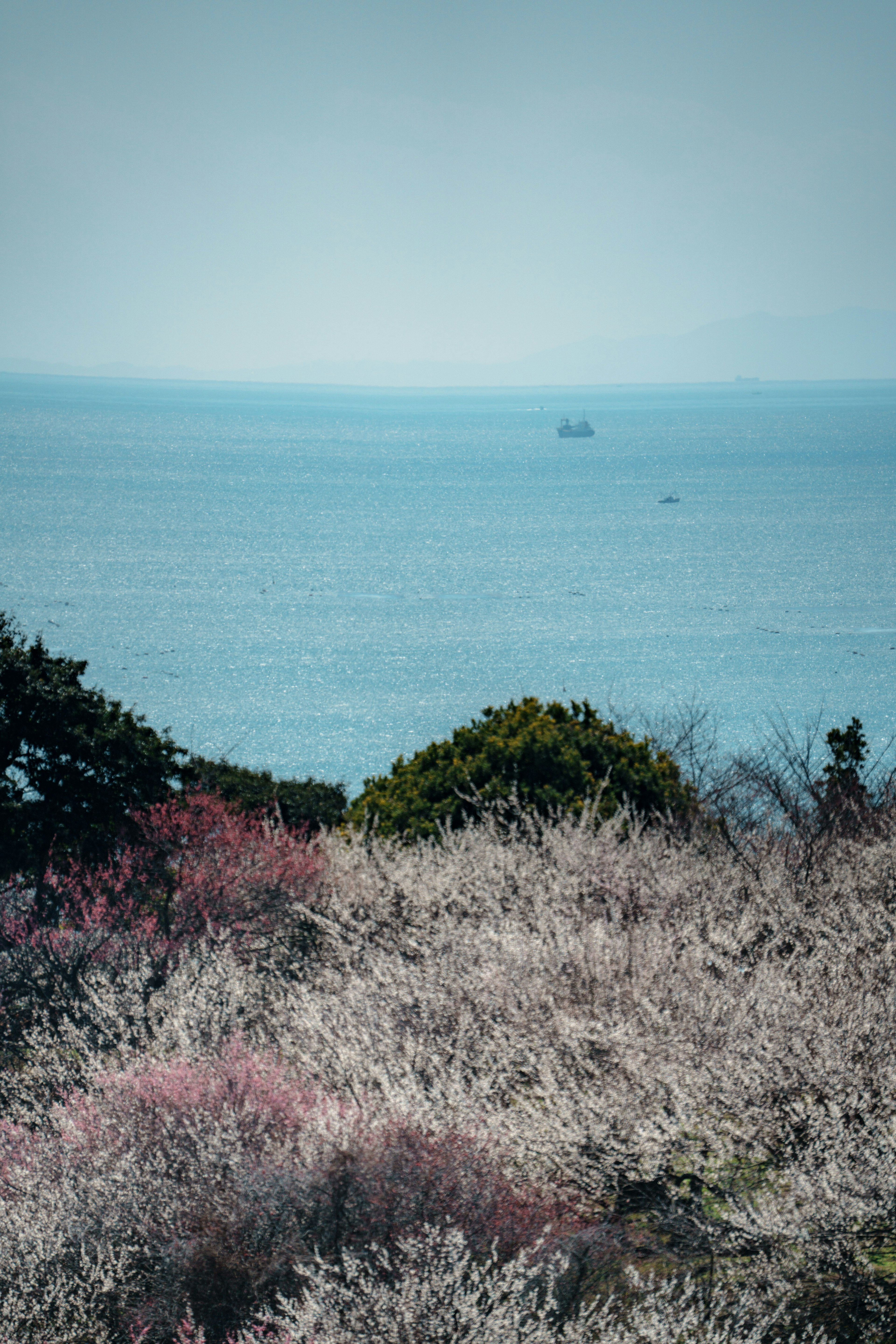 海洋風景與盛開的花朵和遠處的船隻