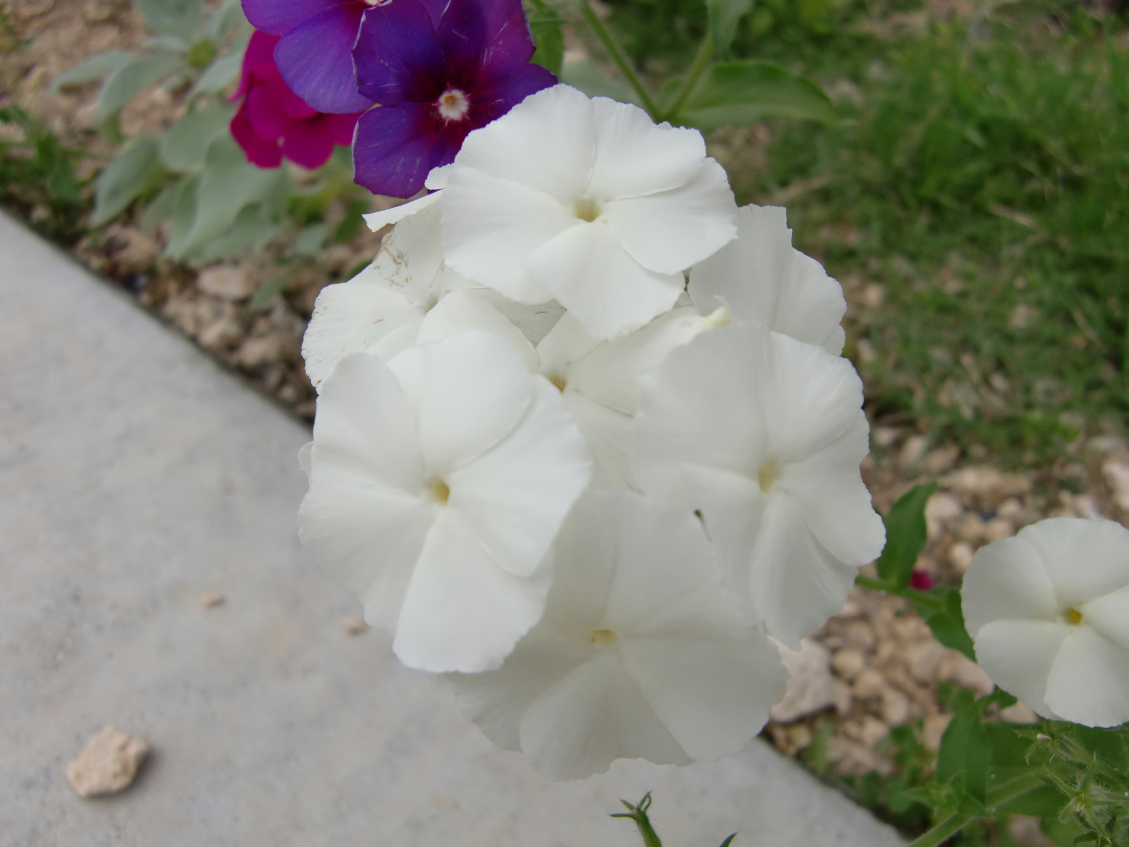 Cluster of white flowers with a purple flower in the background