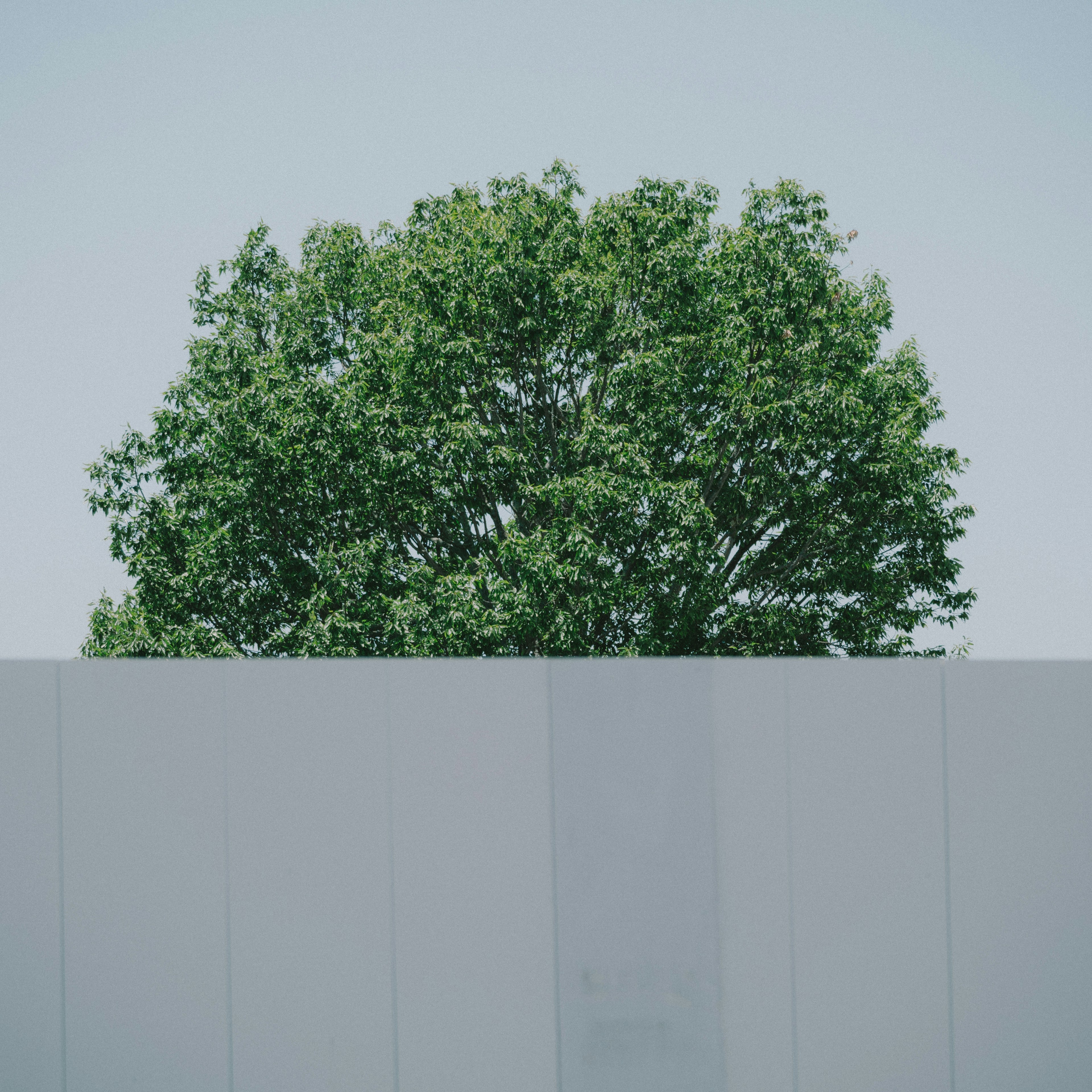 Un arbre vert visible au-dessus d'un mur blanc sous un ciel clair