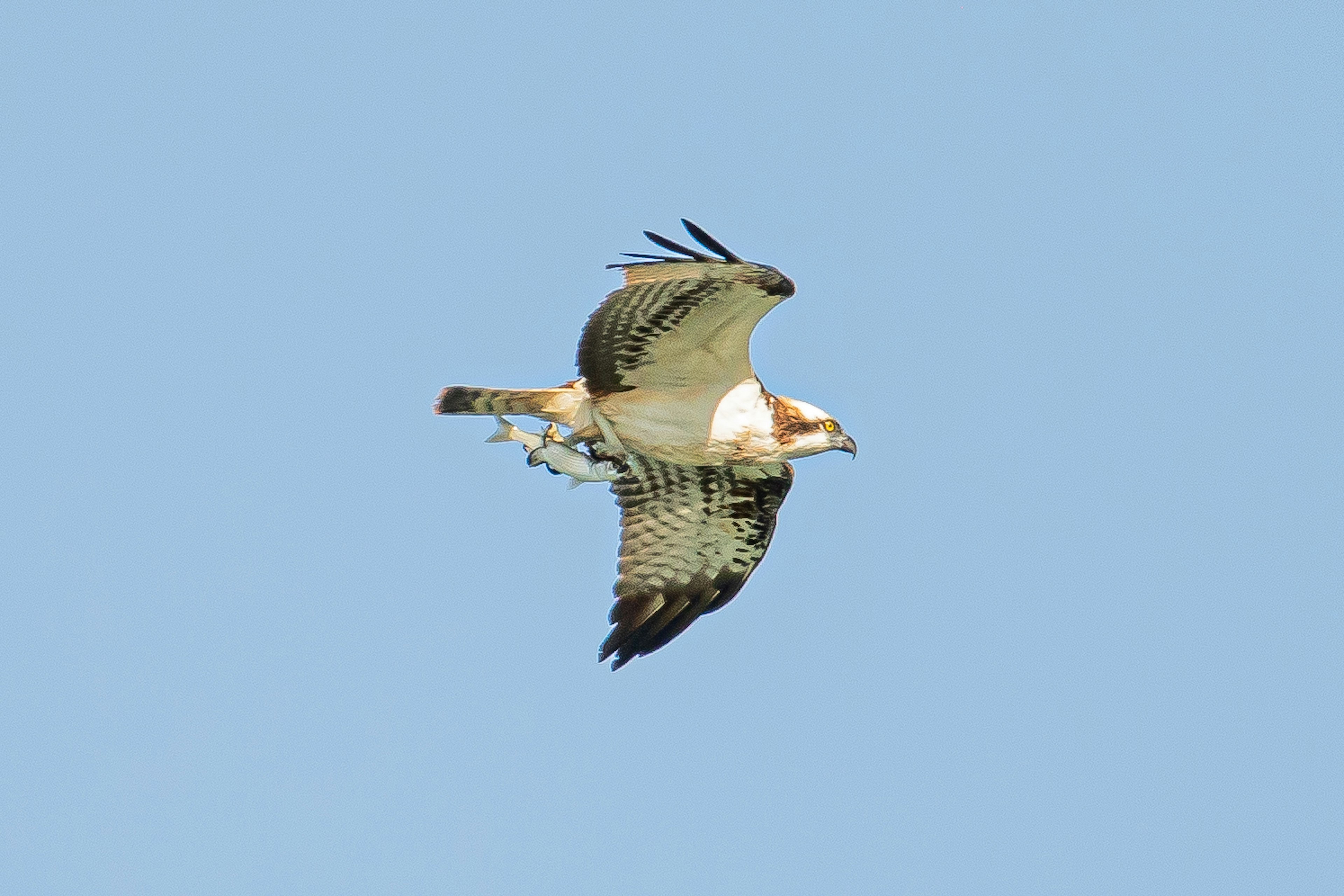 Ein Falke, der gegen einen klaren blauen Himmel fliegt