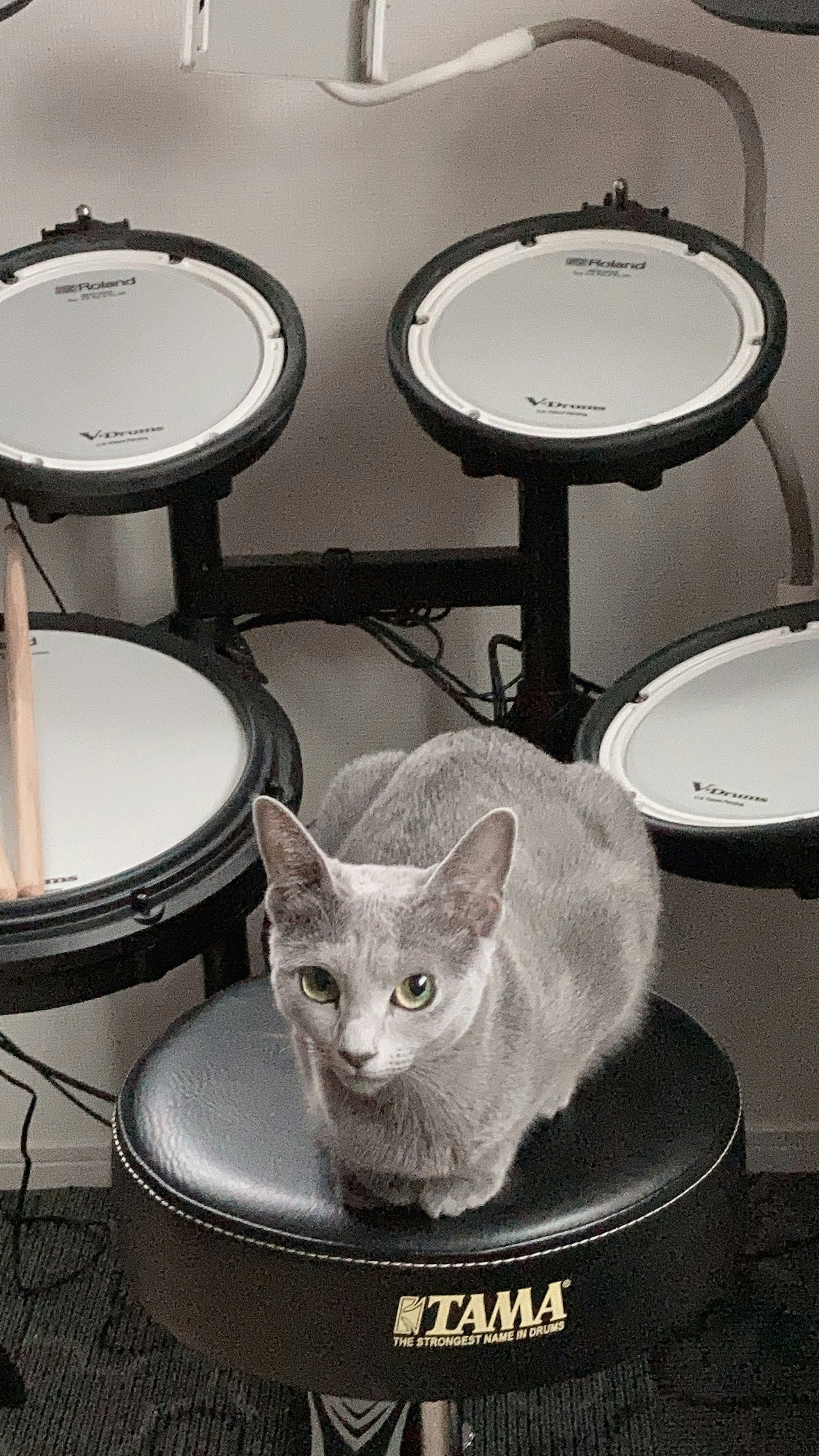 Un gato gris sentado en una silla de batería junto a una batería electrónica