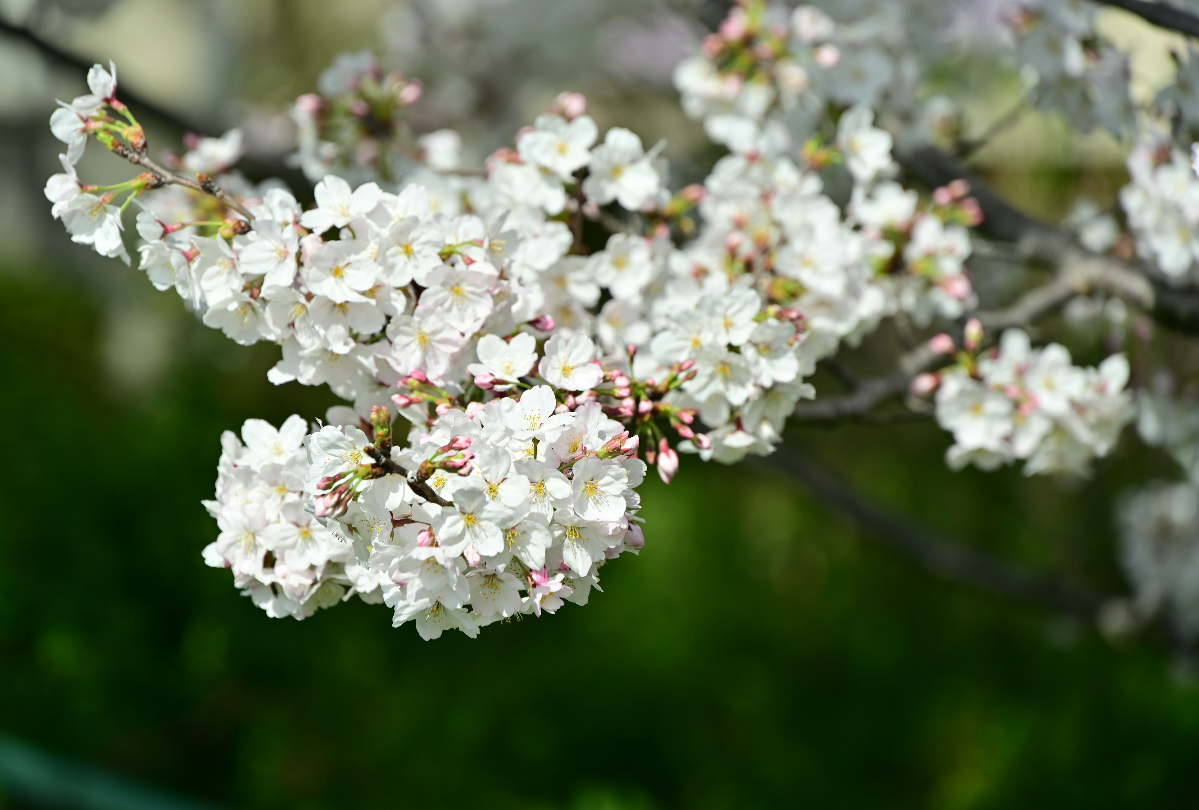 Nahaufnahme eines Zweigs mit blühenden weißen Kirschblüten