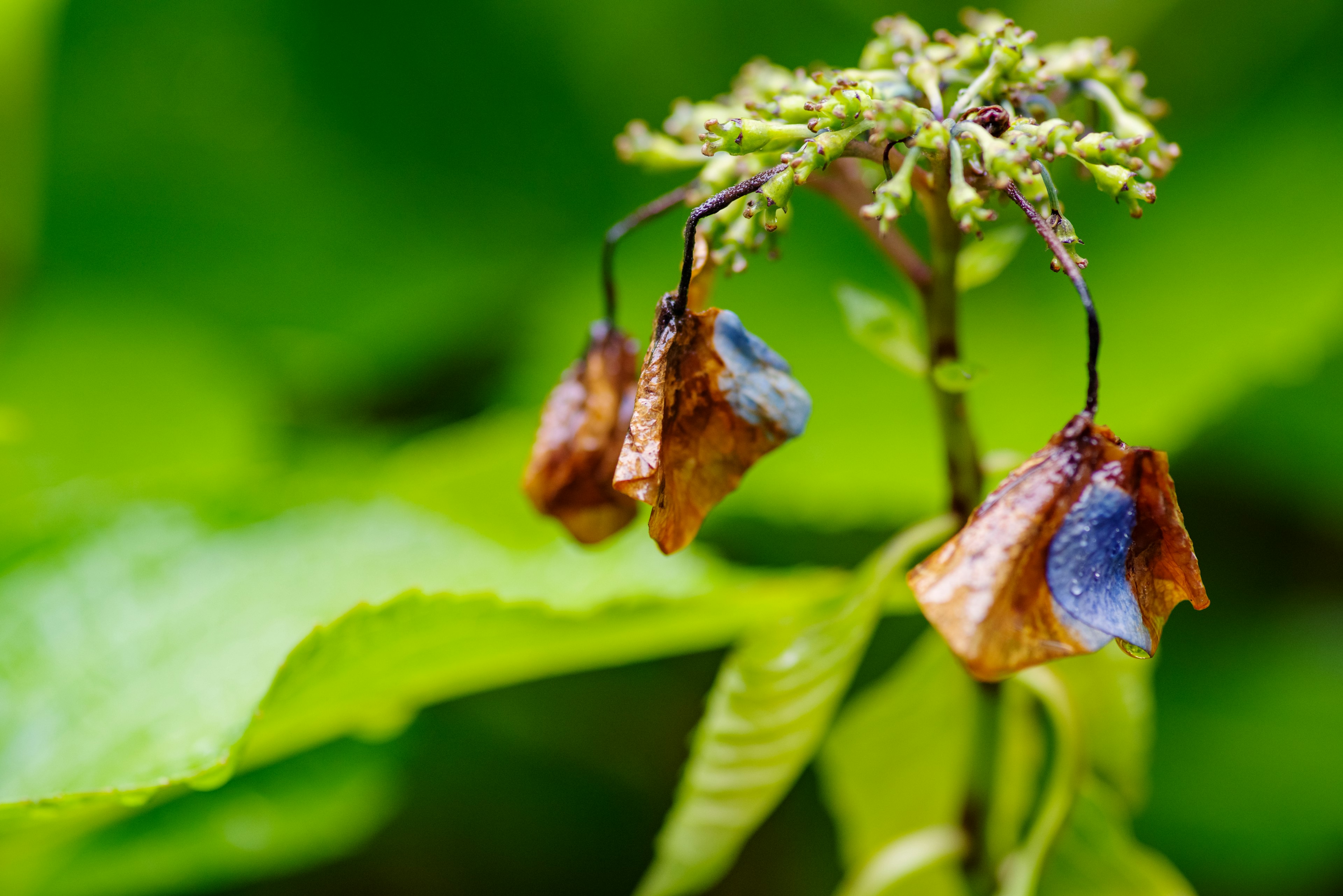 緑の背景にある枯れた花のつぼみと新しい葉