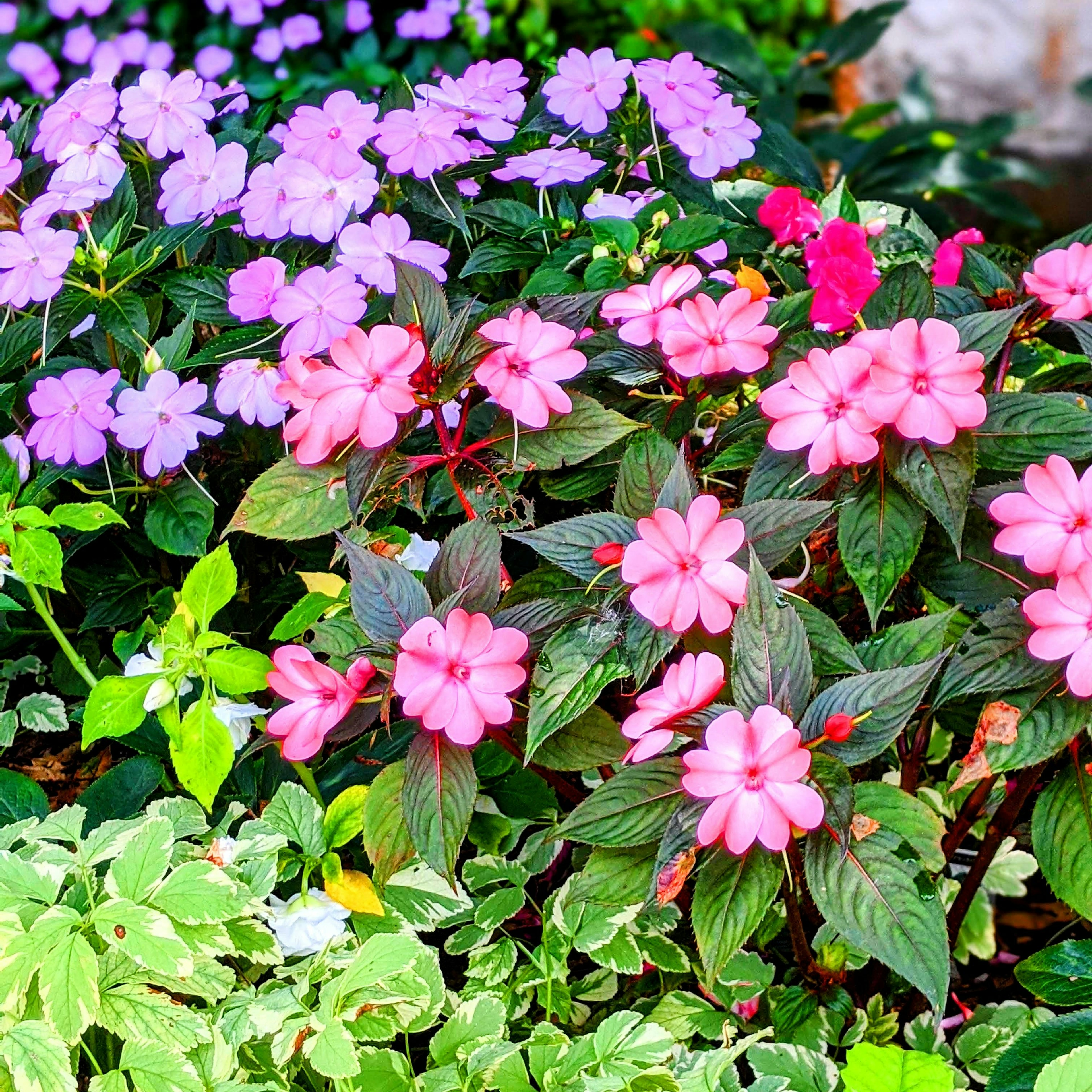 Gartenszene mit blühenden lila und rosa Blumen