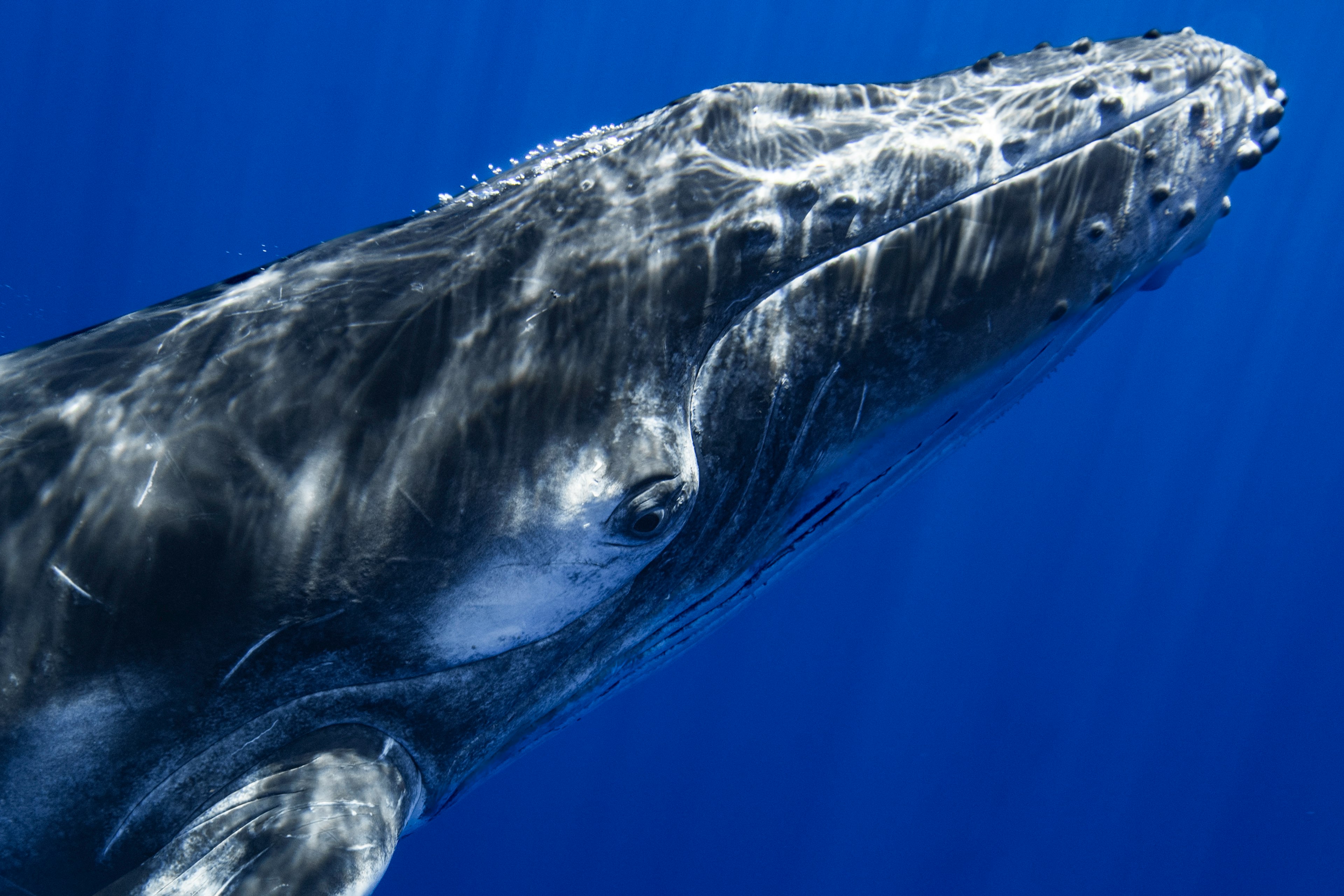 Acercamiento de una ballena jorobada nadando en el océano azul profundo