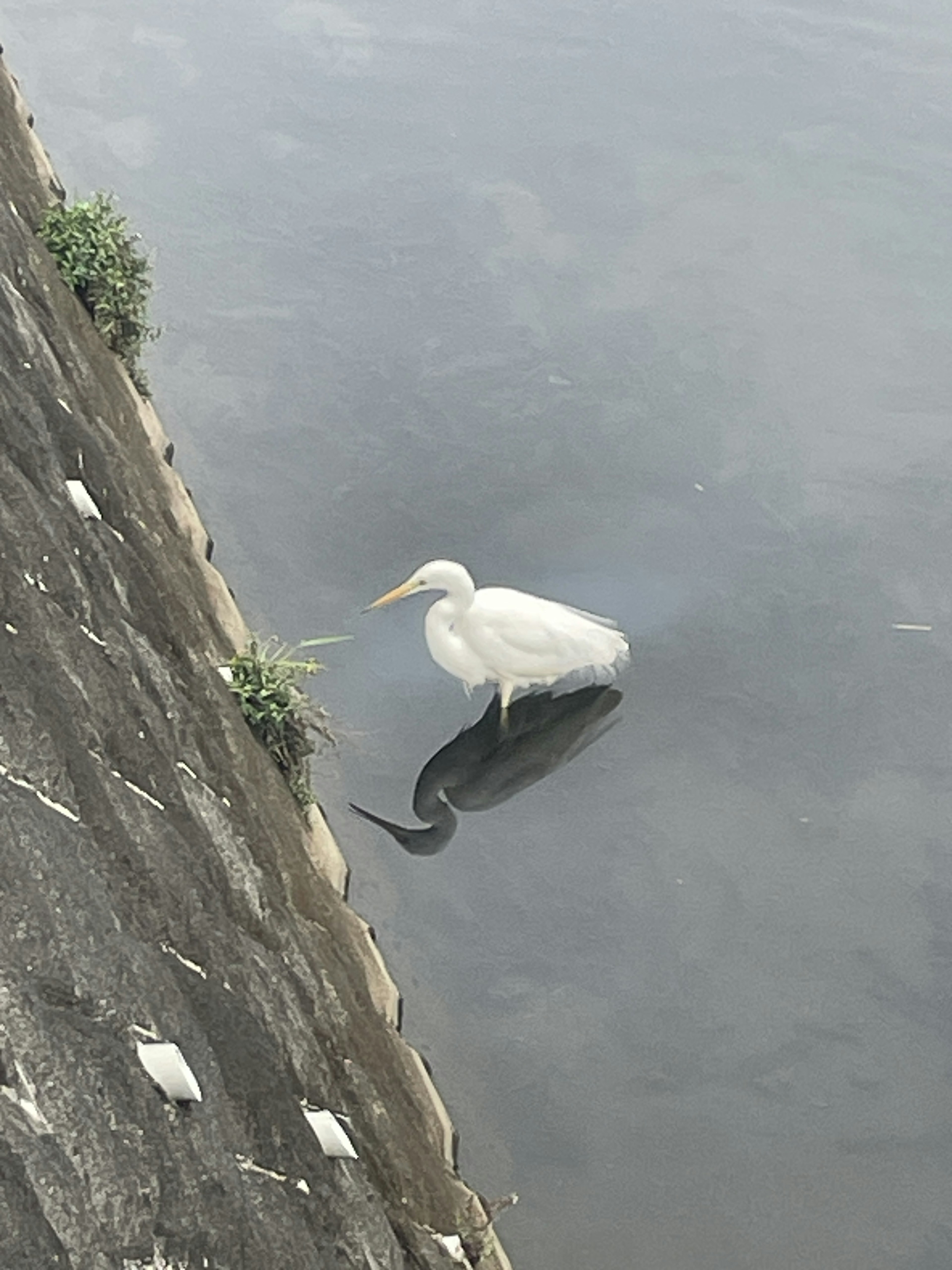 A white egret standing in calm water