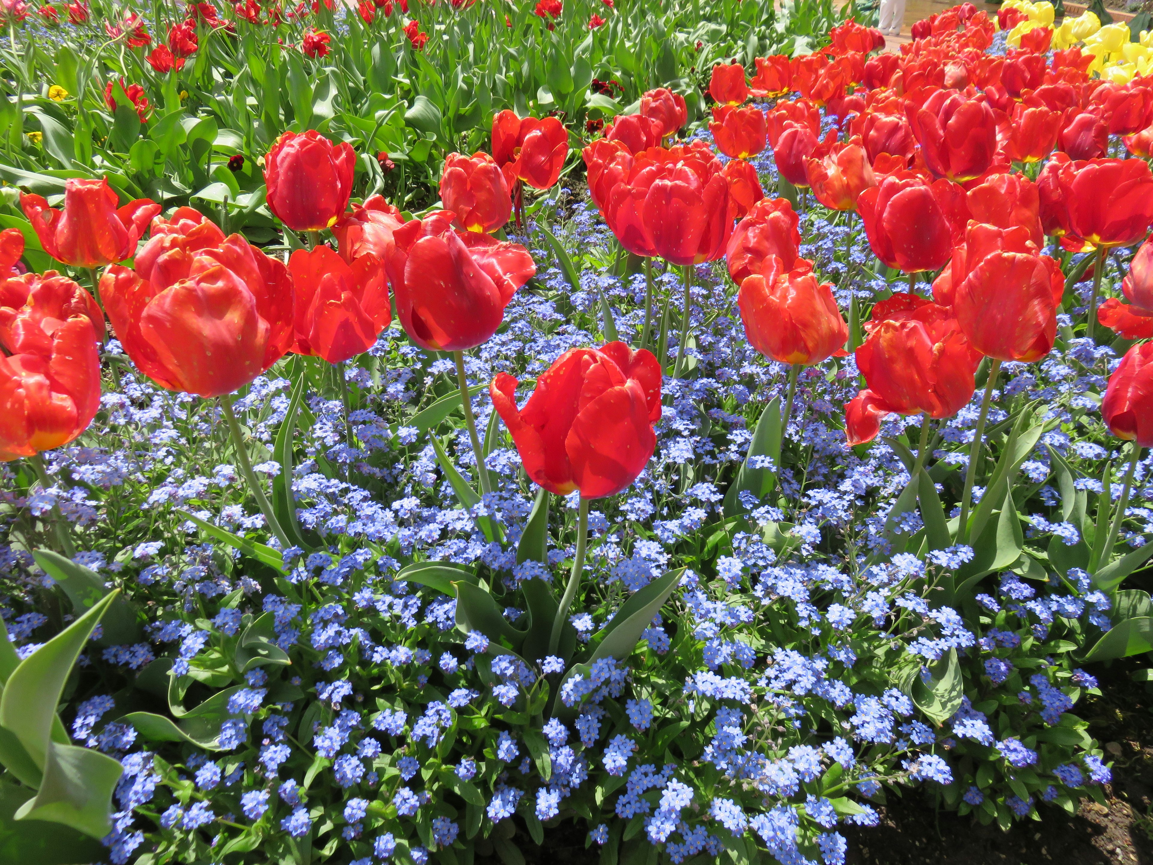 A flower bed featuring red tulips and blue forget-me-nots