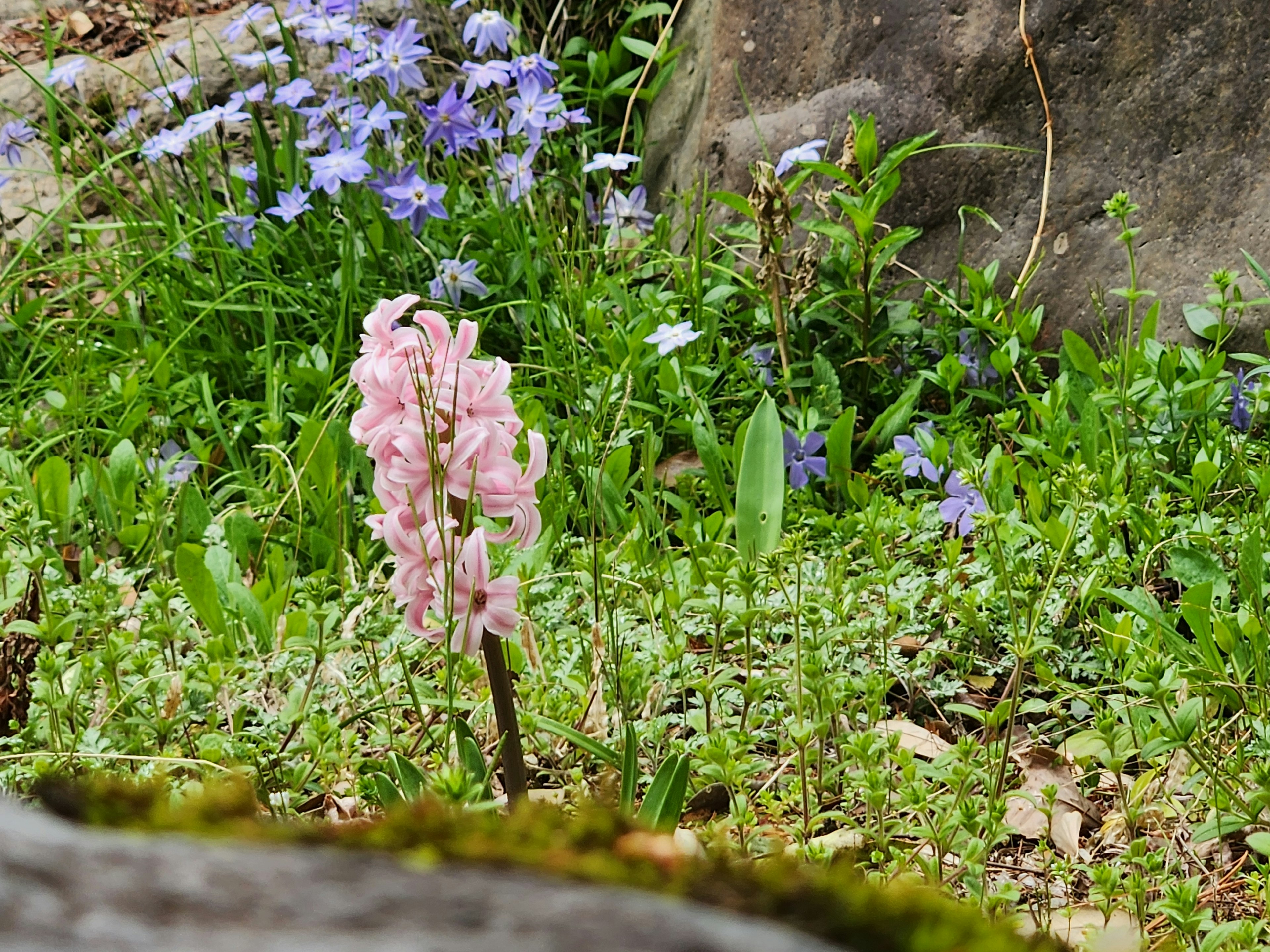 緑の草地に咲くピンクの花と青い花々の背景