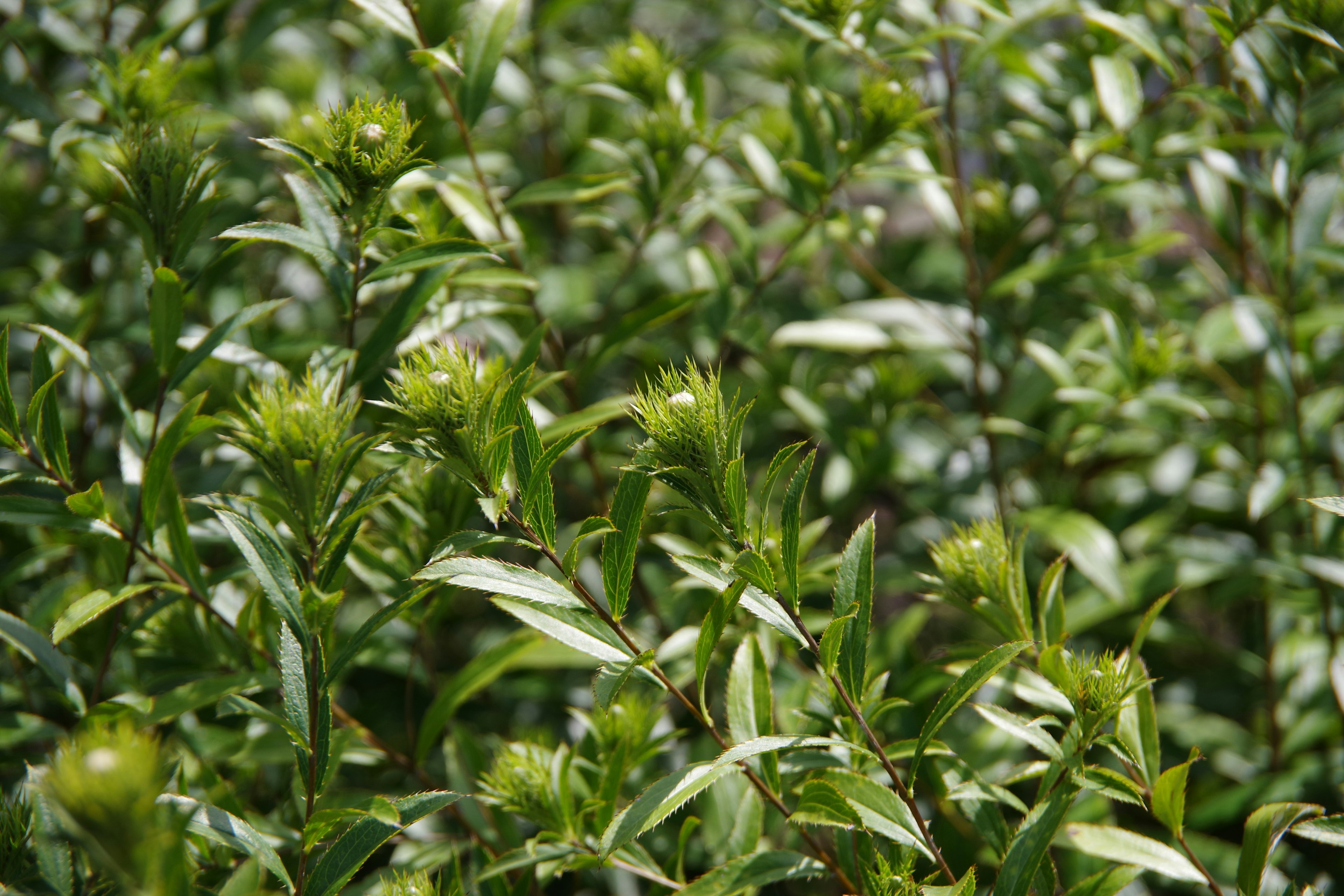 Acercamiento de una planta con abundantes hojas verdes y brotes