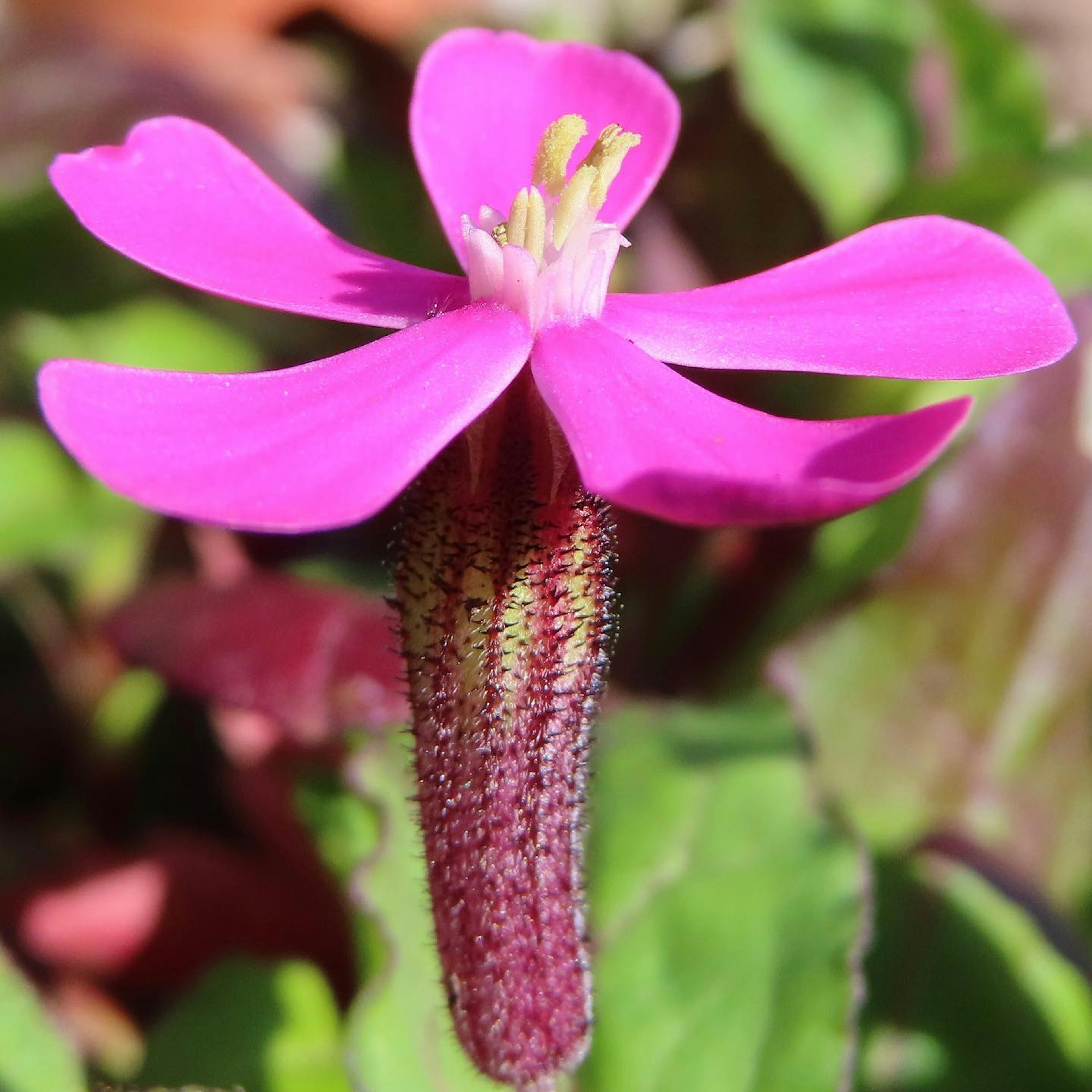 Close-up of a vibrant pink flower with unique structure