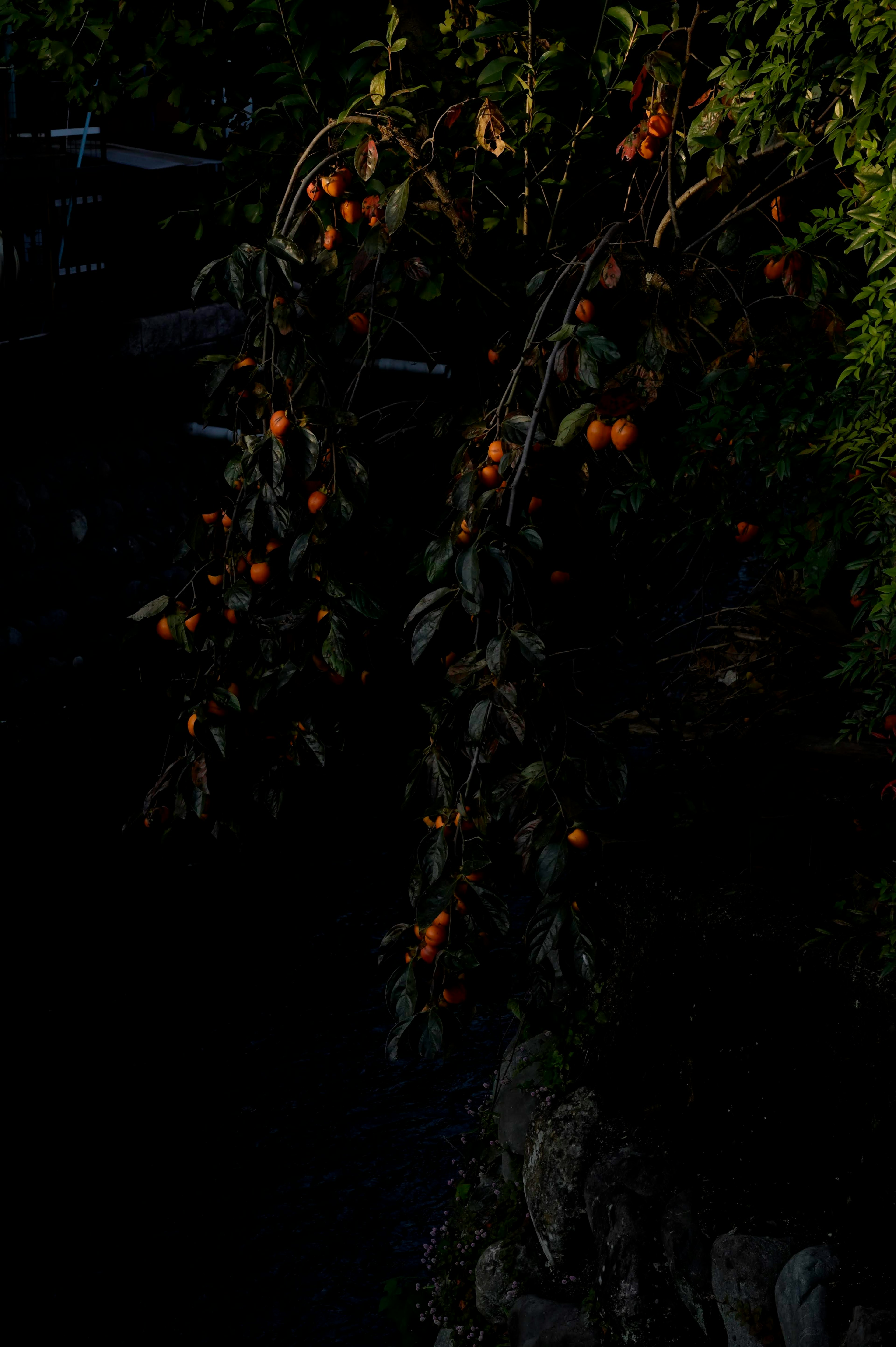 Image en faible luminosité d'une branche chargée de fruits orange