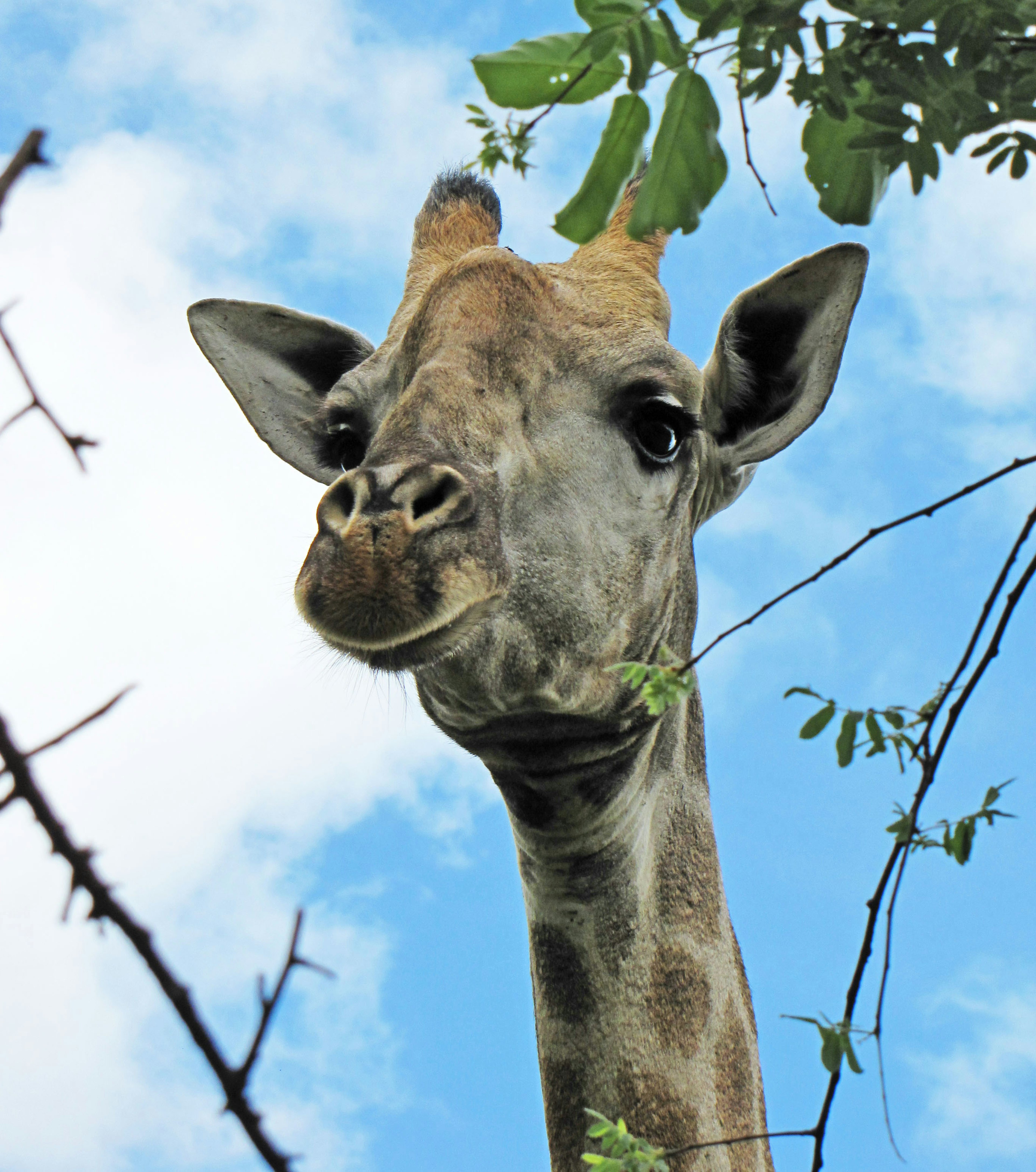 Close-up of a giraffe's face against a blue sky