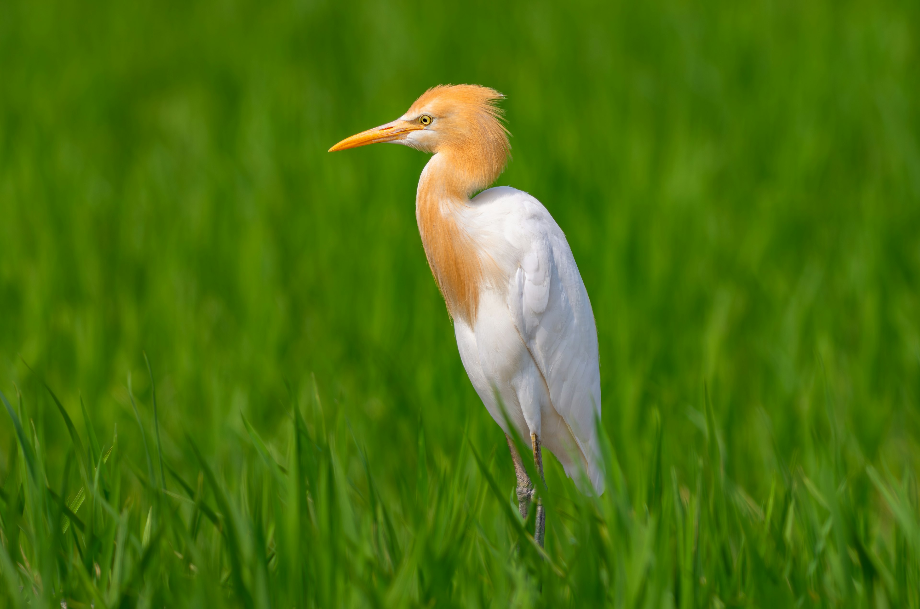 Seekor burung putih dengan mahkota oranye berdiri di antara tanaman padi hijau