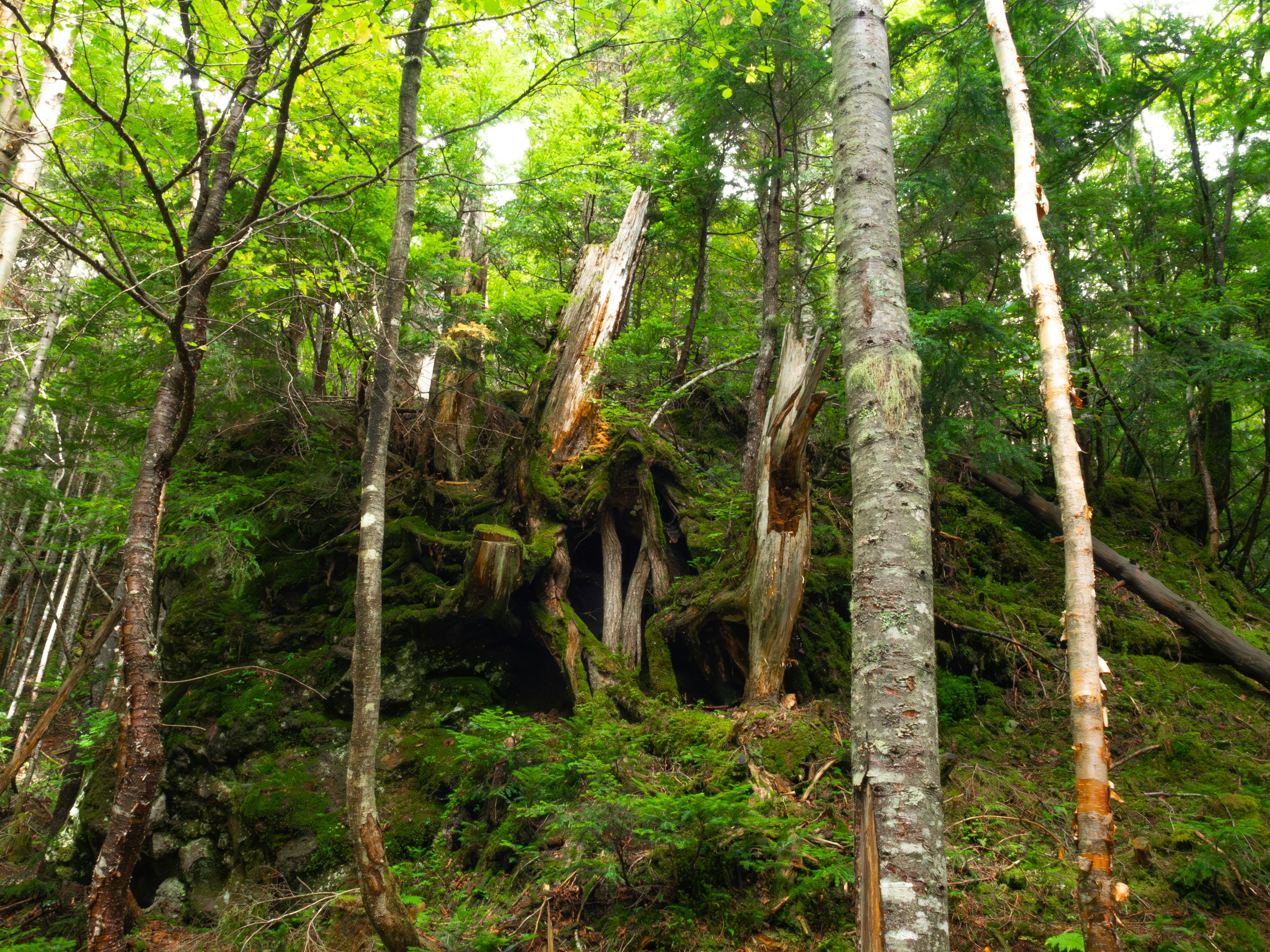 Tronchi d'albero antichi e rocce coperte di muschio in una foresta verdeggiante