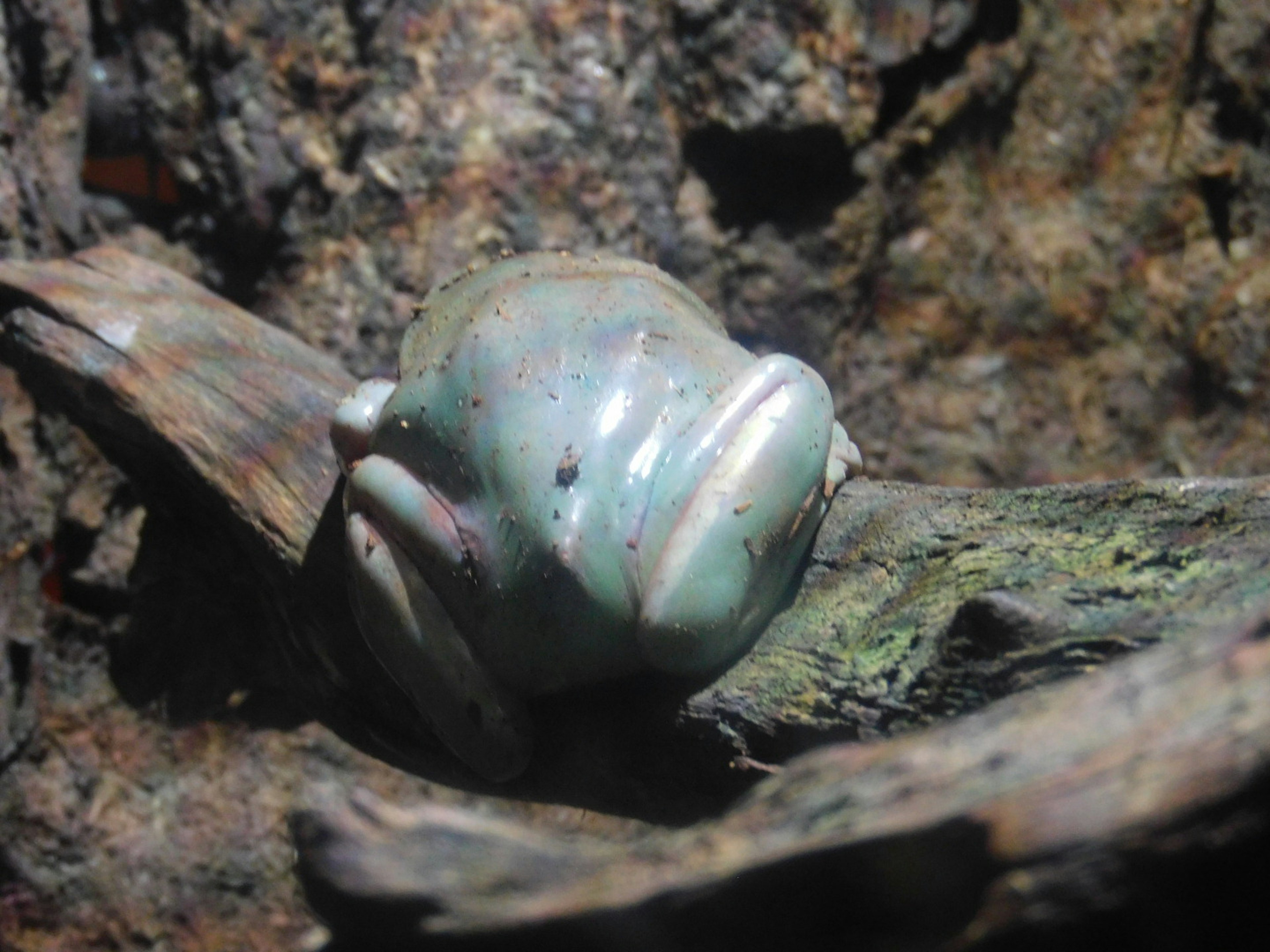 Nahaufnahme eines grün-blauen Frosches, der auf Holz ruht