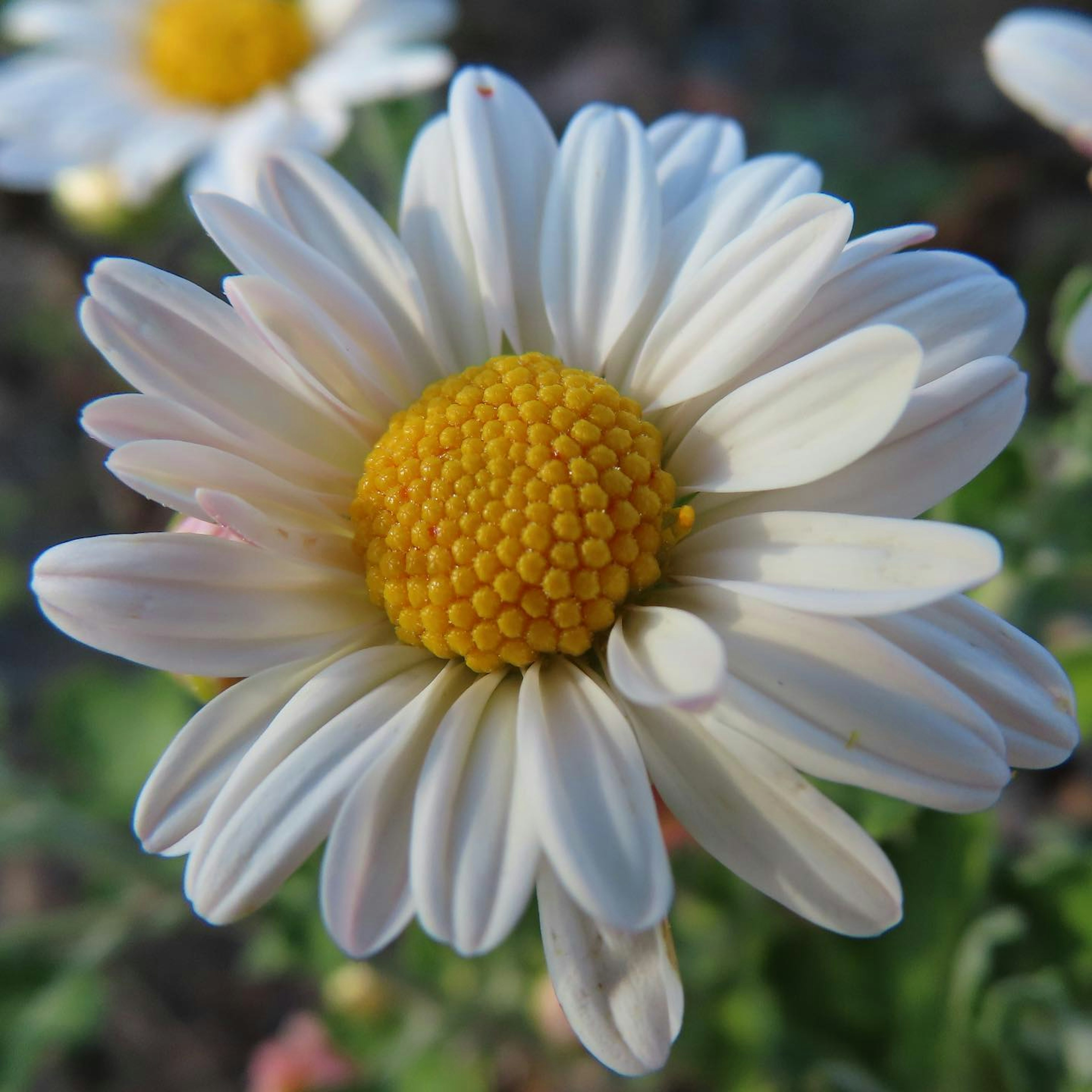 Primo piano di una margherita con petali bianchi e centro giallo