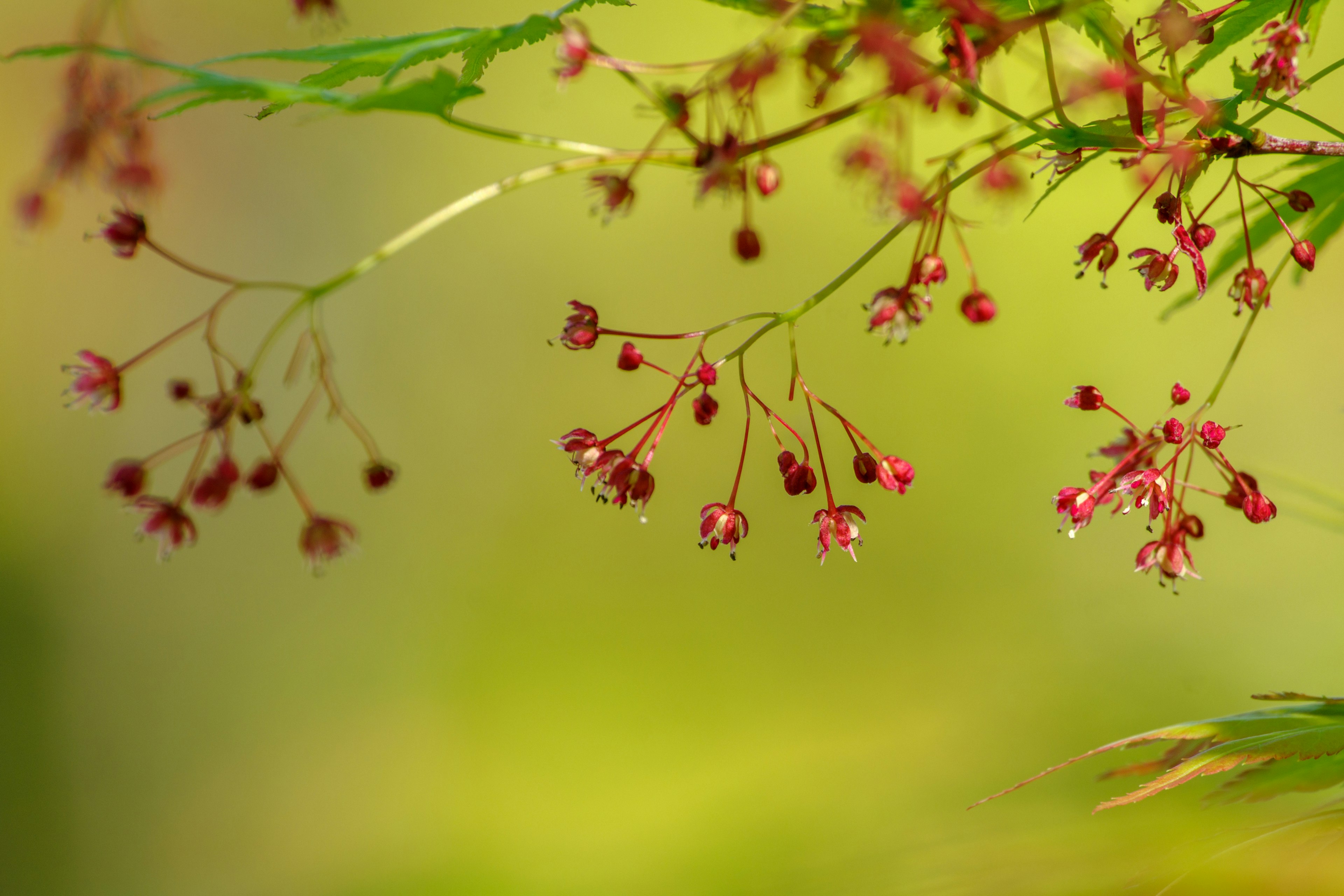 Branche avec de petites fleurs rouges sur fond vert