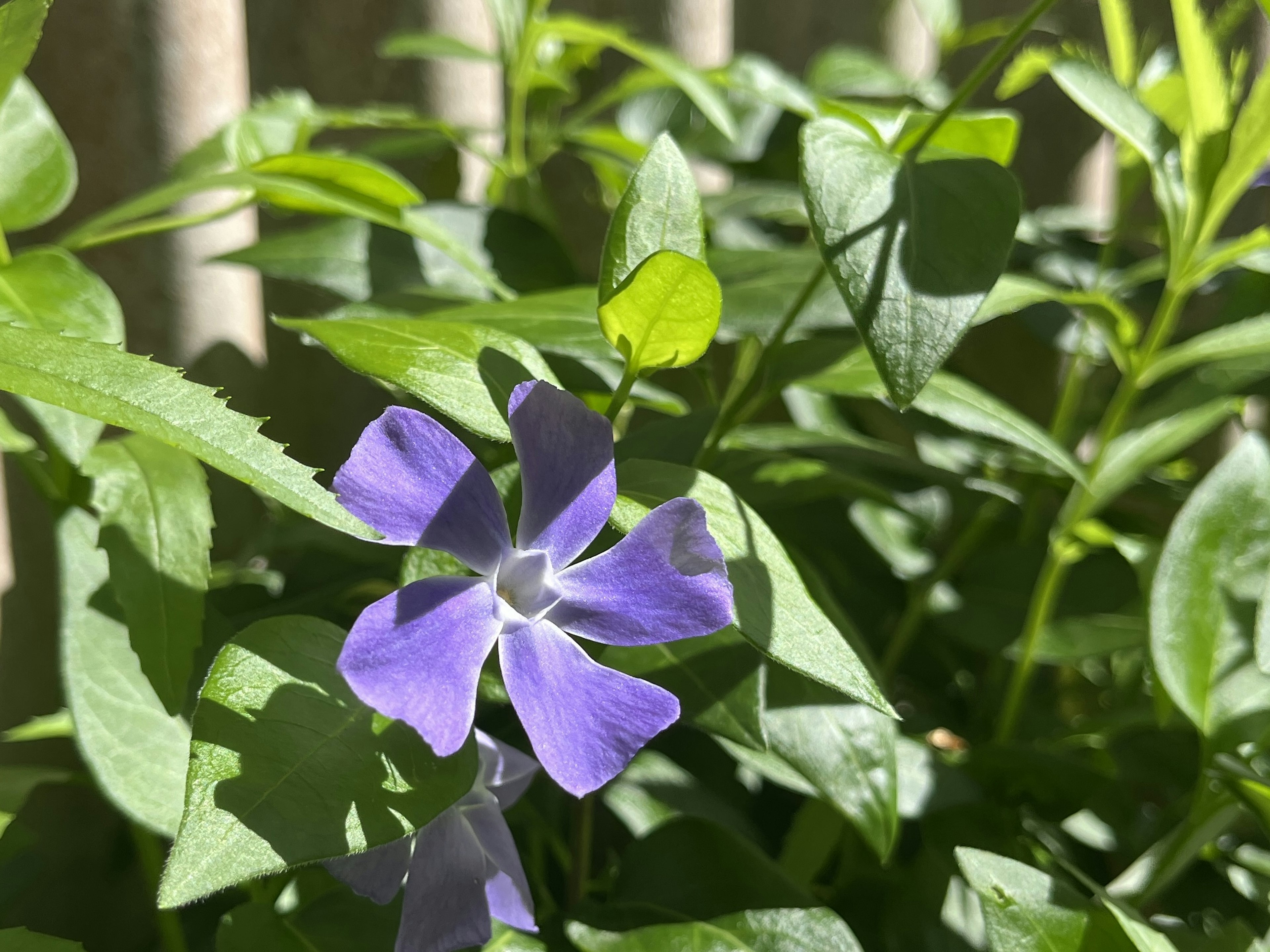 花园中紫色花朵与绿色叶子