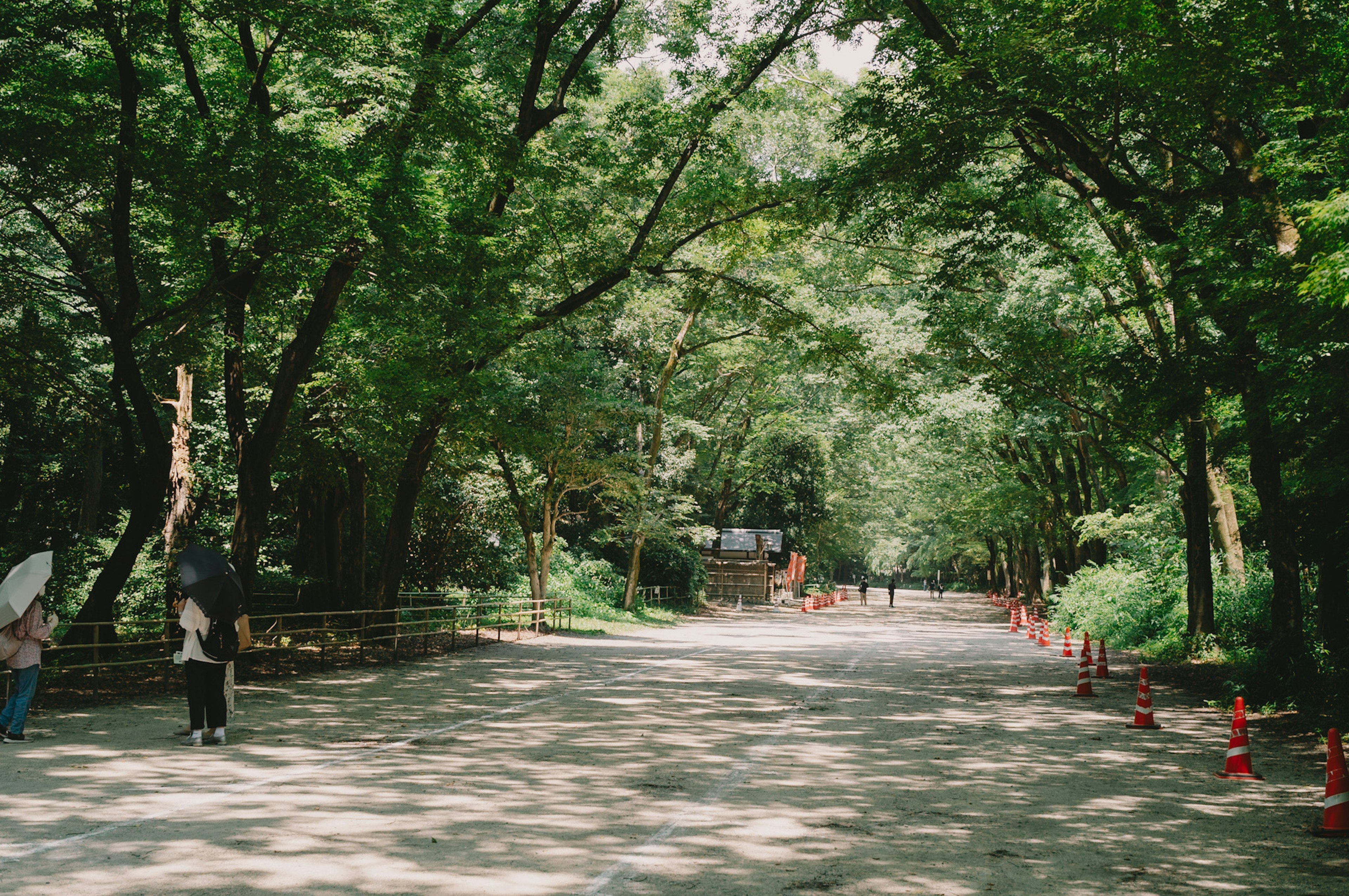 Quiet pathway surrounded by lush green trees