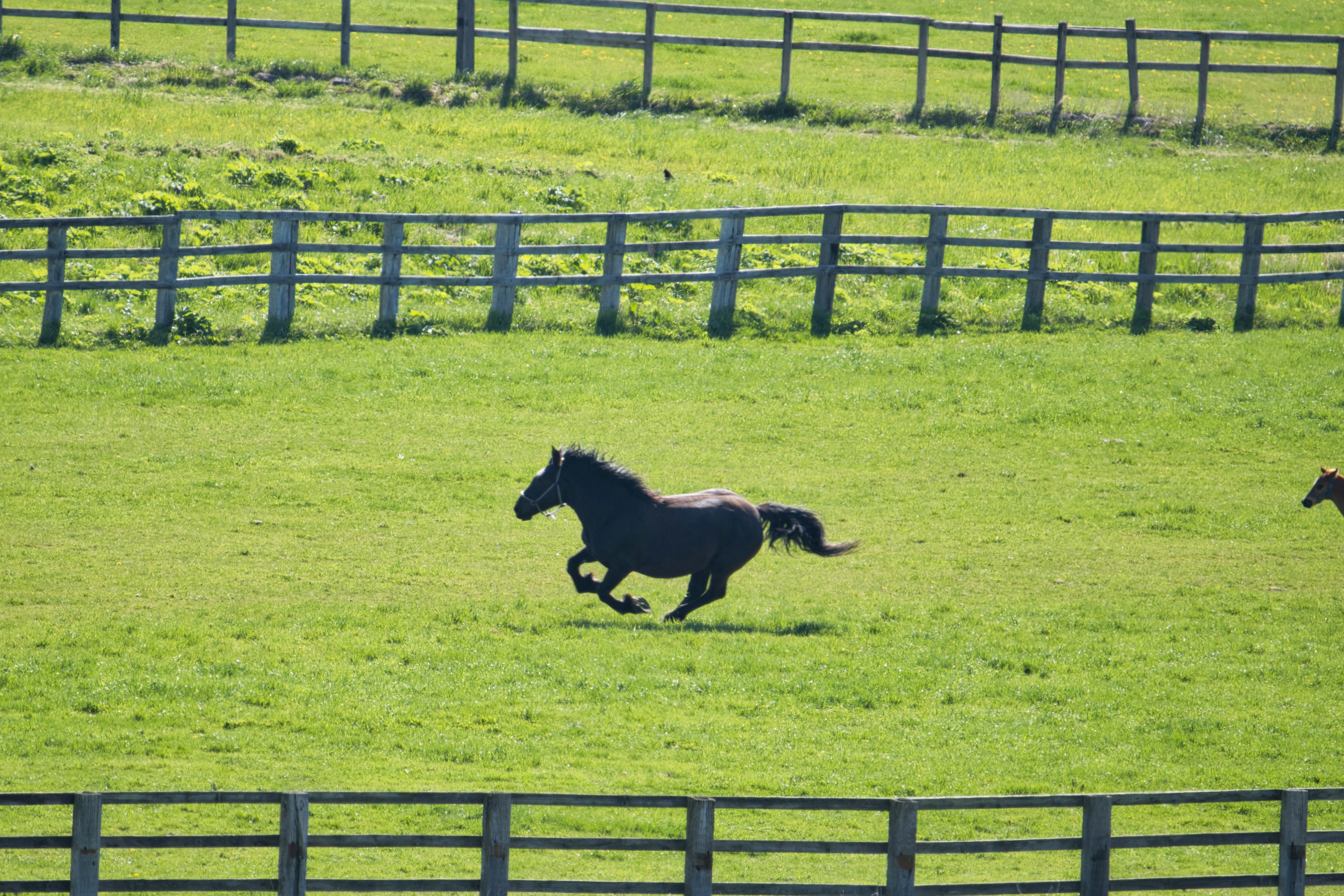 Un caballo negro corriendo por un pasto verde