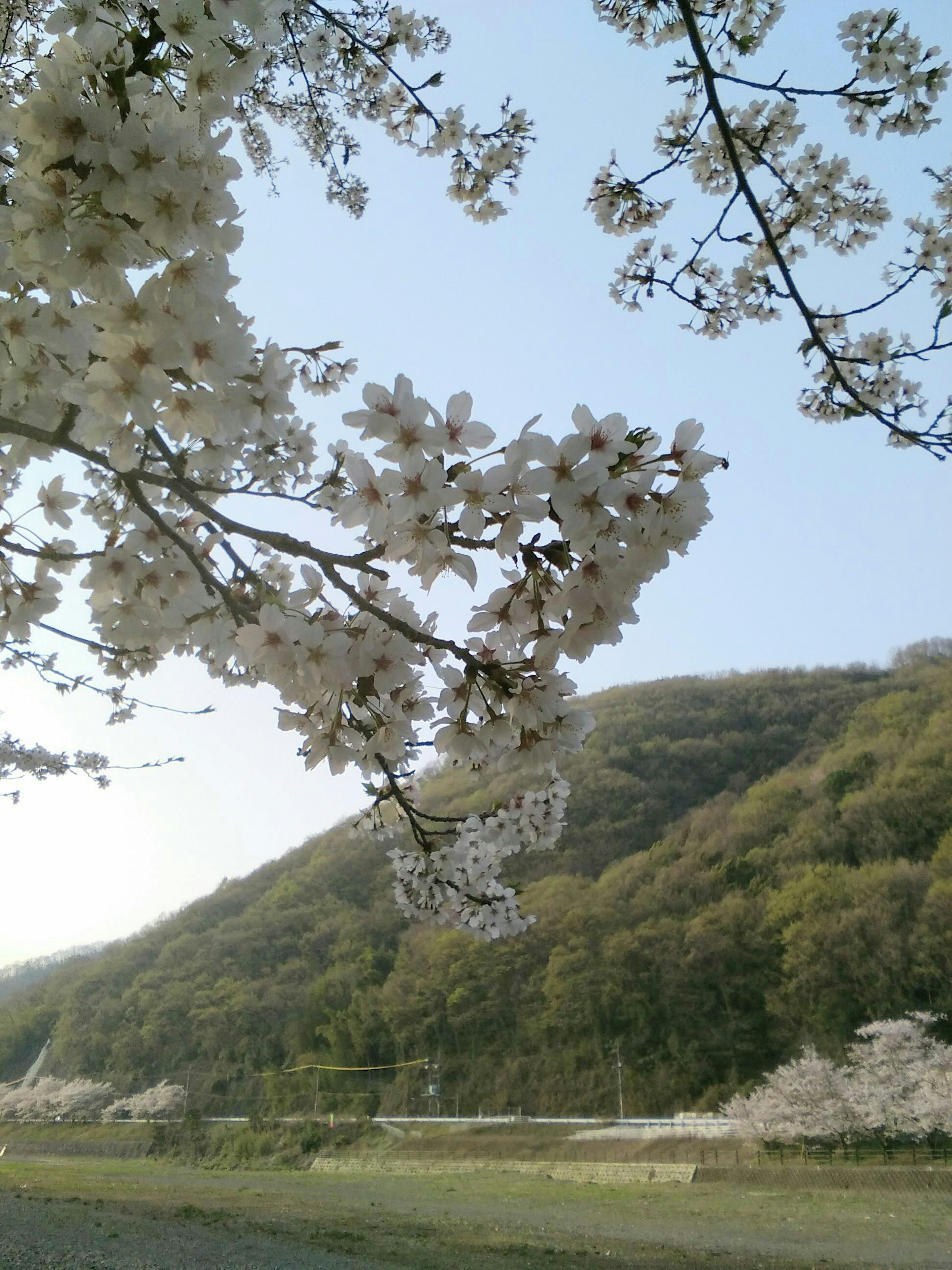 Árbol de cerezo con flores blancas y colinas verdes al fondo