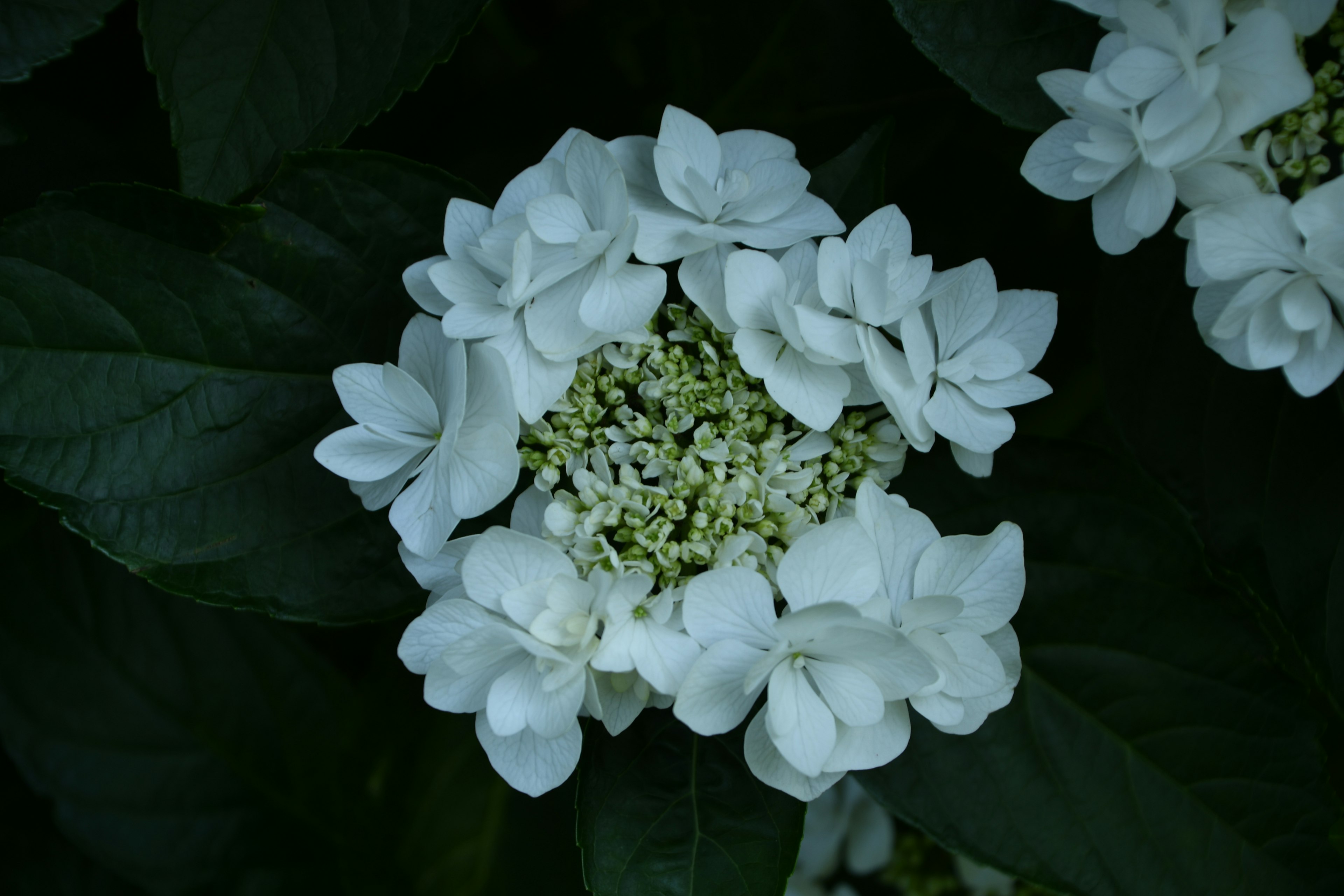 白いアジサイの花が集まり、緑の葉に囲まれている