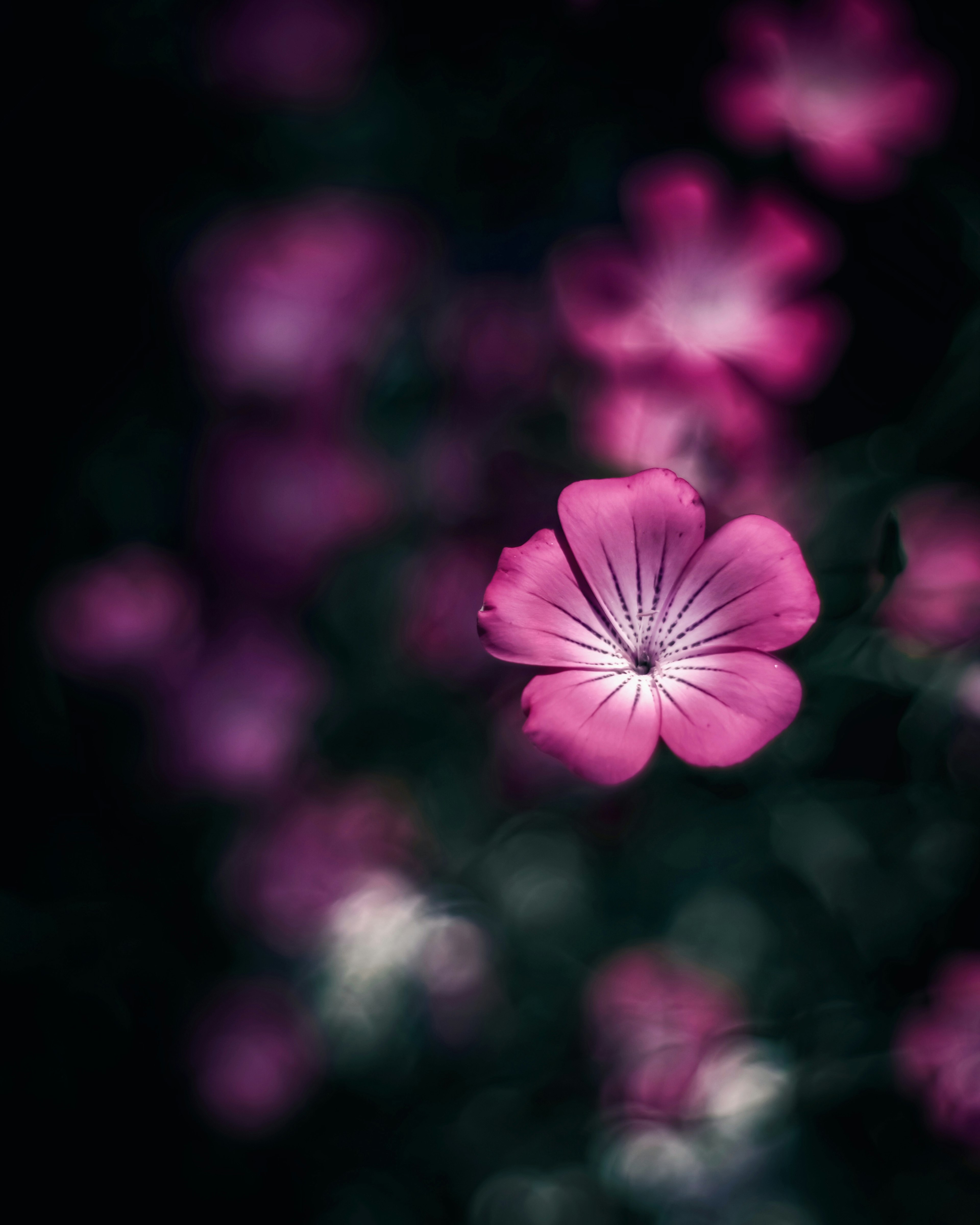 Ein schönes Bild von lebhaften rosa Blumen, die sich vor einem dunklen Hintergrund abheben