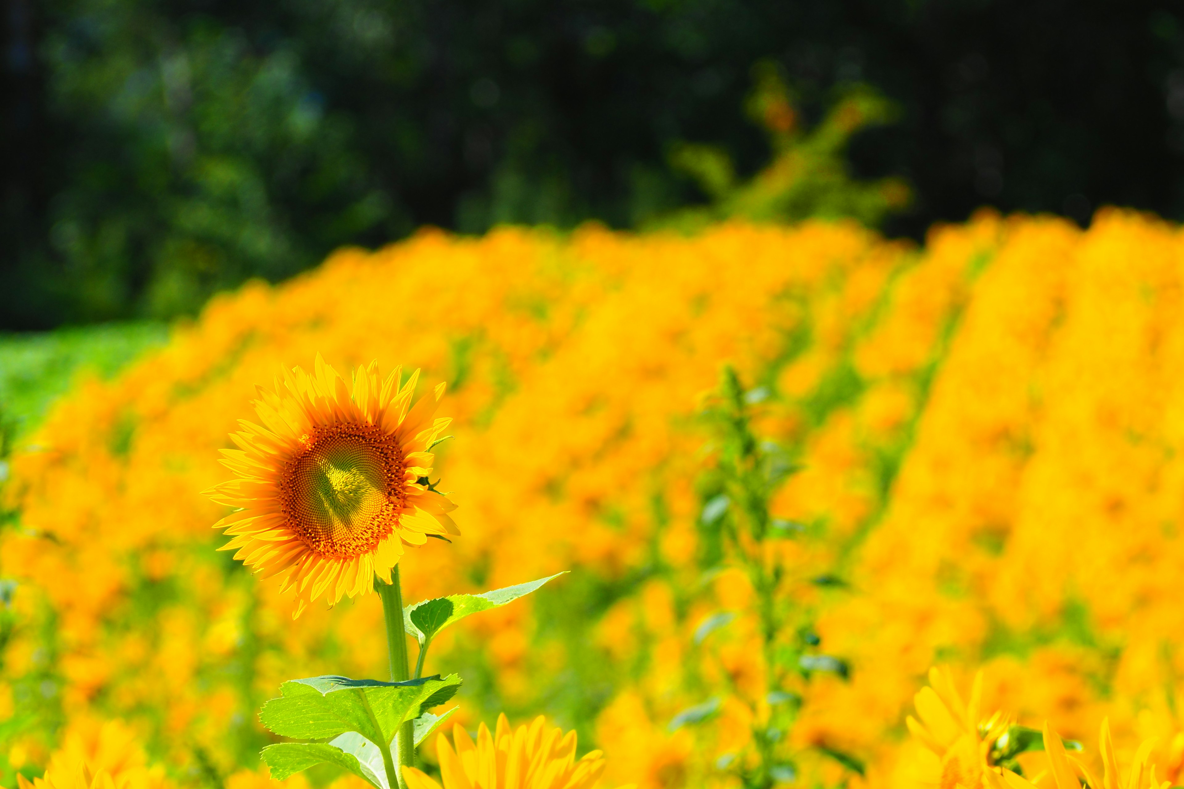 Eine lebendige Sonnenblume im Vordergrund mit einem Feld von gelben Sonnenblumen im Hintergrund